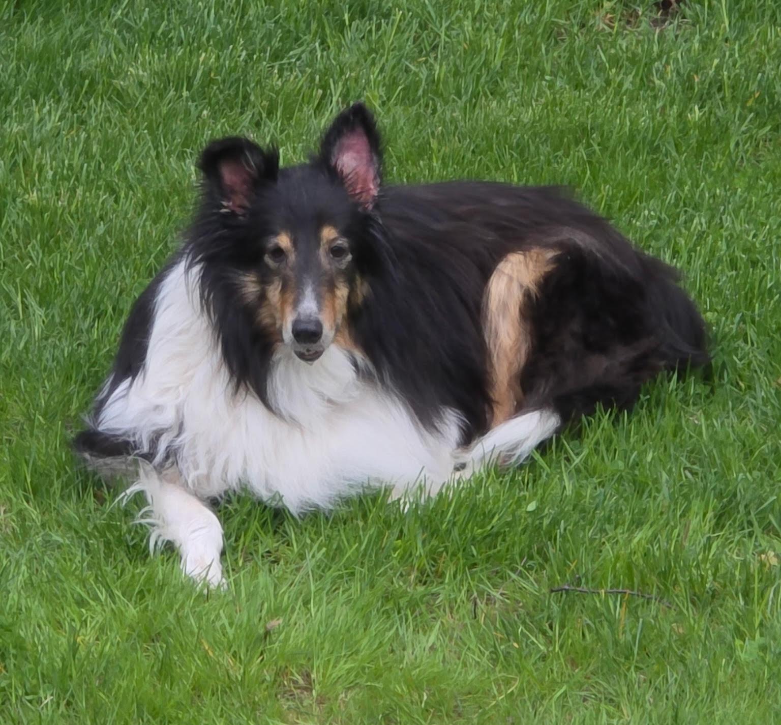 Enlarge Tommy, a Adoptable Shetland Sheepdog / Sheltie in Portland, ME image 5/6