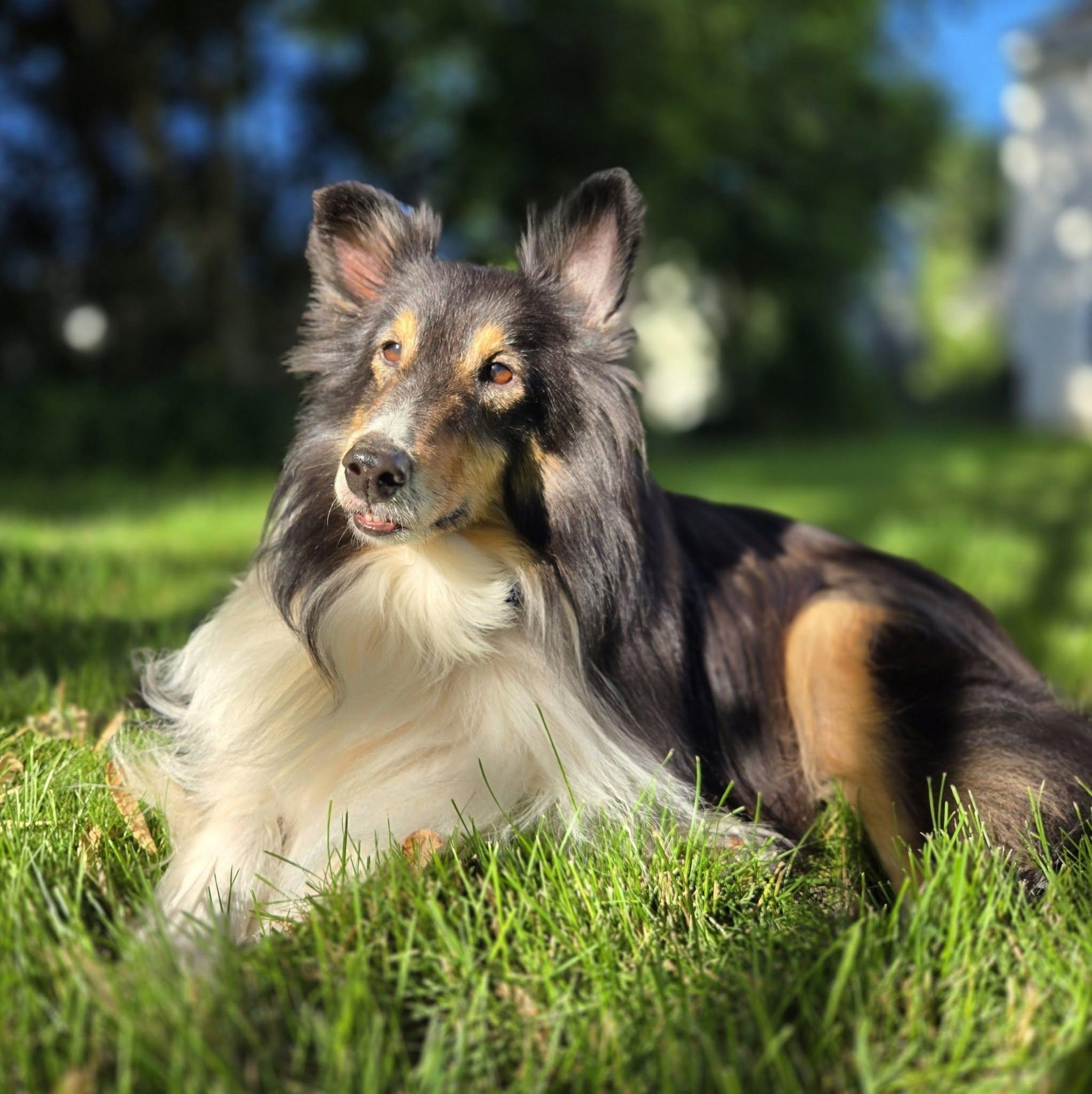 Enlarge Tommy, a Adoptable Shetland Sheepdog / Sheltie in Portland, ME image 1/6