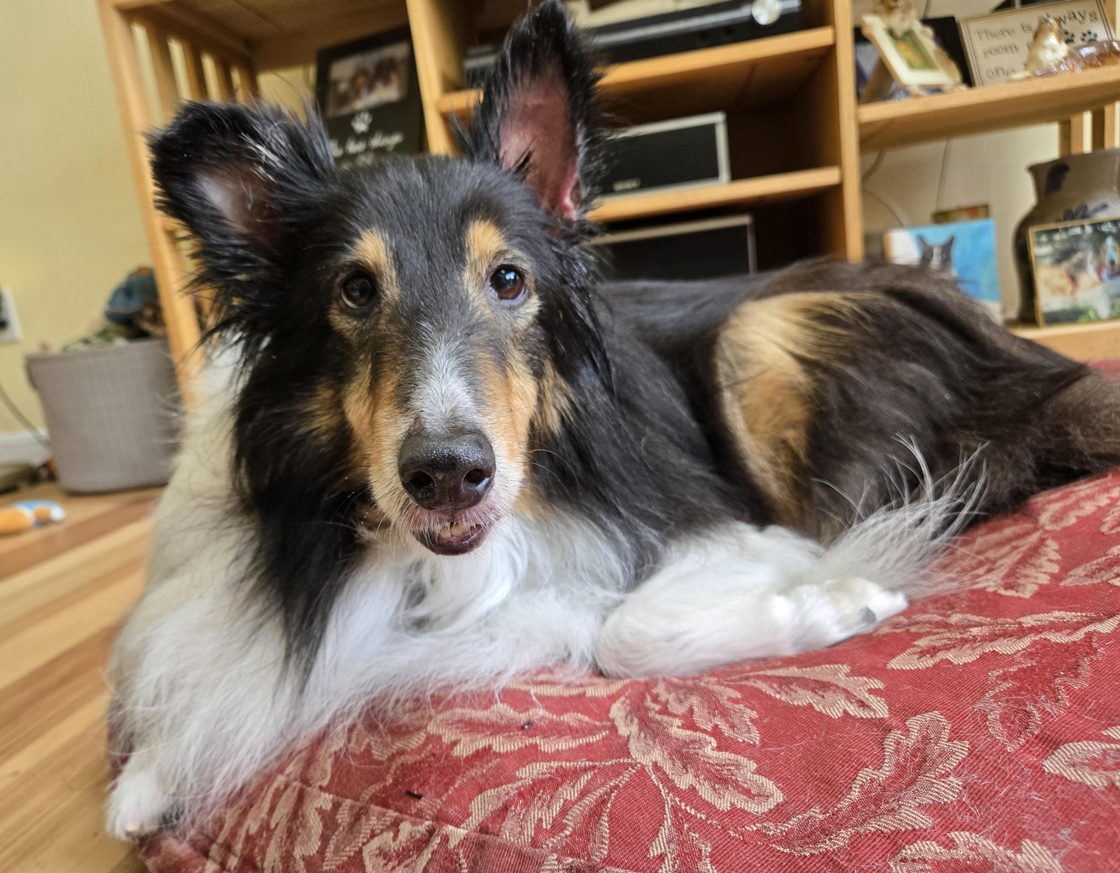 Enlarge Tommy, a Adoptable Shetland Sheepdog / Sheltie in Portland, ME image 6/6