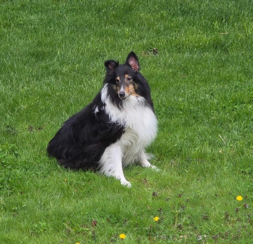 Enlarge Tommy, a Adoptable Shetland Sheepdog / Sheltie in Portland, ME image 4/6