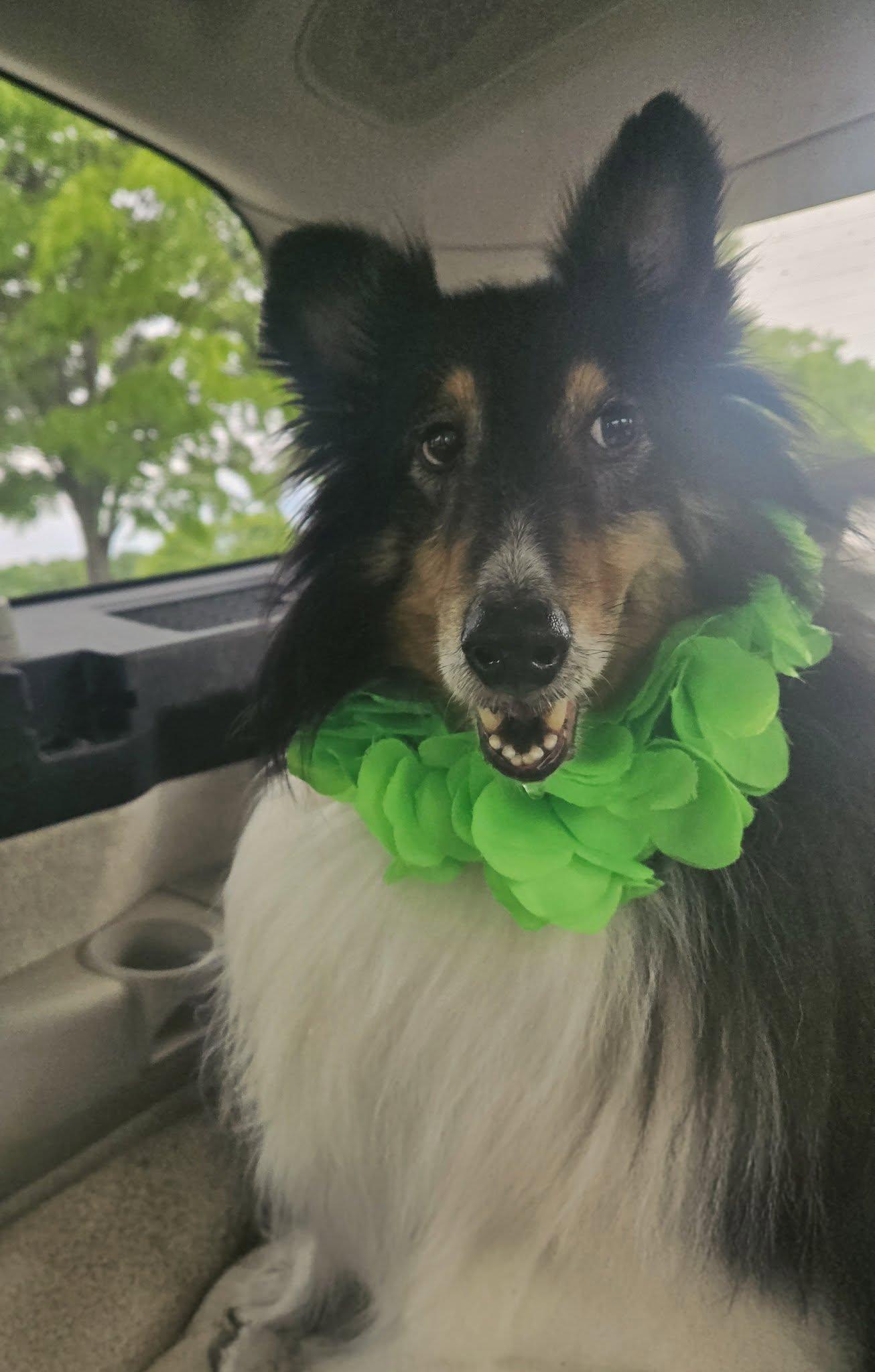 Enlarge Tommy, a Adoptable Shetland Sheepdog / Sheltie in Portland, ME image 2/6