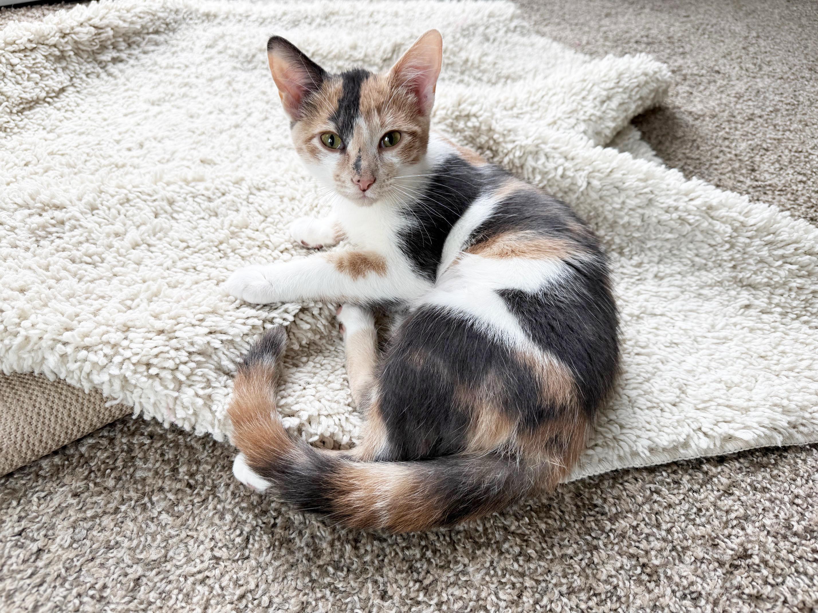 Paisley - adorable baby lovergirl!