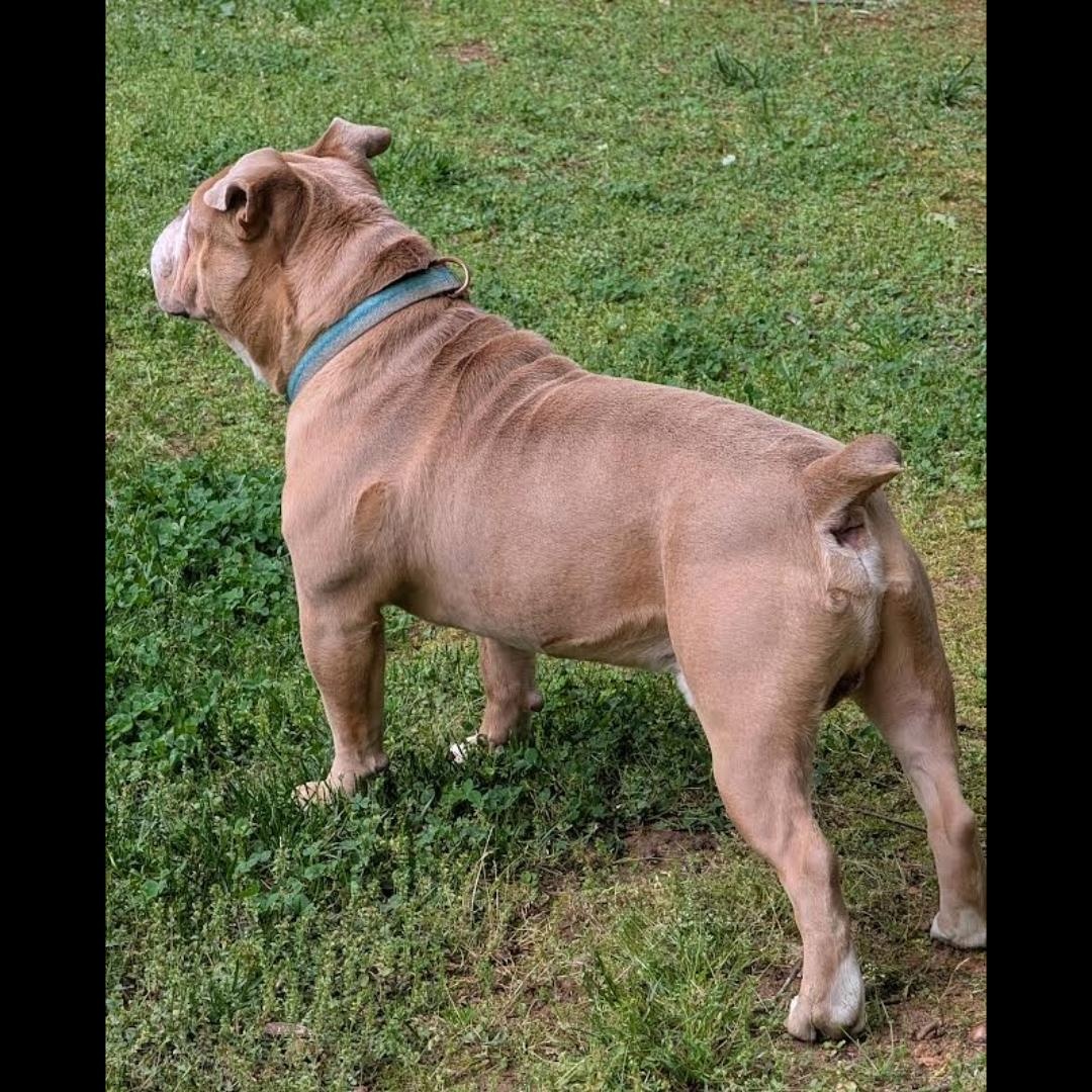 Winston, a ADOPTABLE mixed breed in Midlothian, VA image 4/6