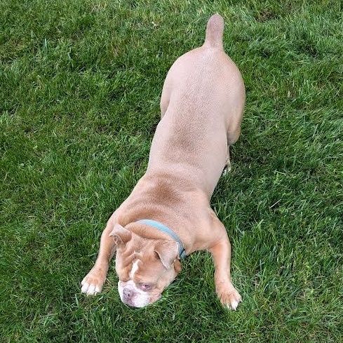 Winston, a ADOPTABLE mixed breed in Midlothian, VA image 3/6