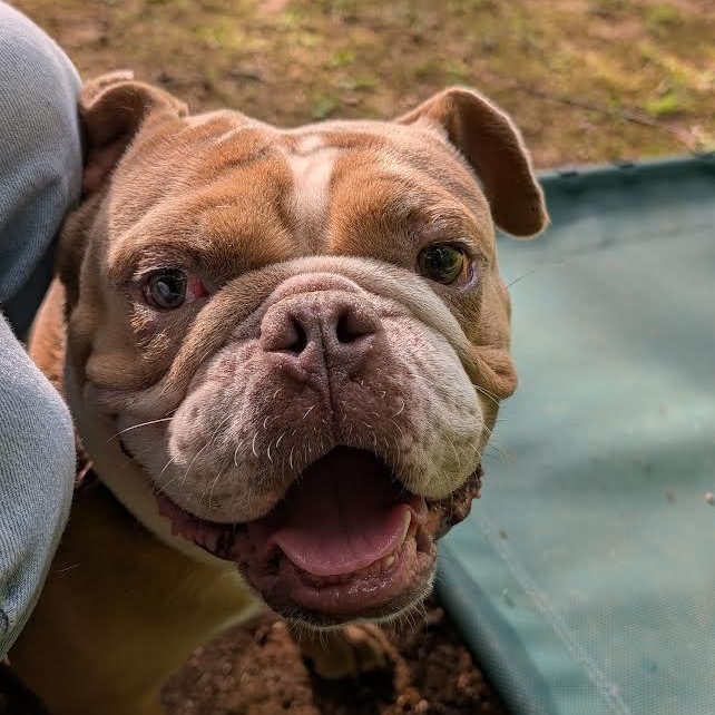 Winston, a ADOPTABLE mixed breed in Midlothian, VA image 5/6