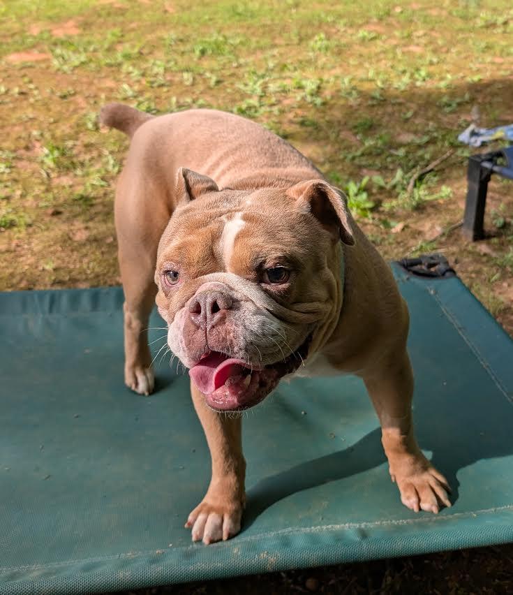 Winston, ADOPTABLE, Adult Male Bulldog.