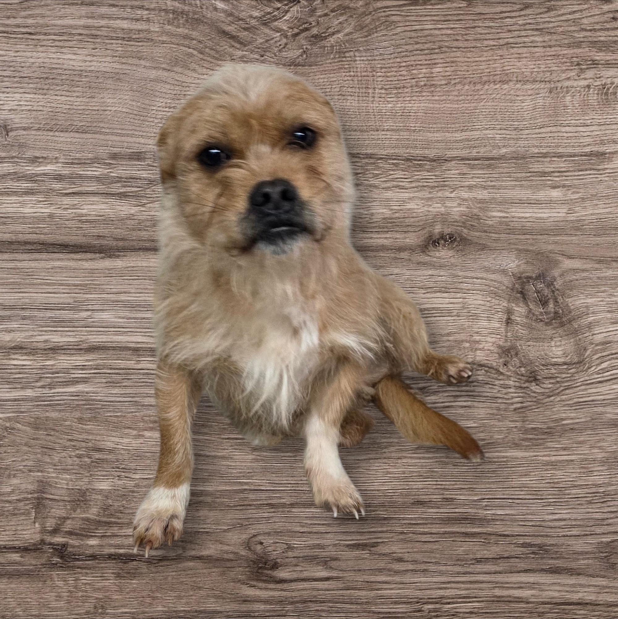 Enlarge Elvis, a ADOPTABLE mixed breed in Dallas, GA image 2/2