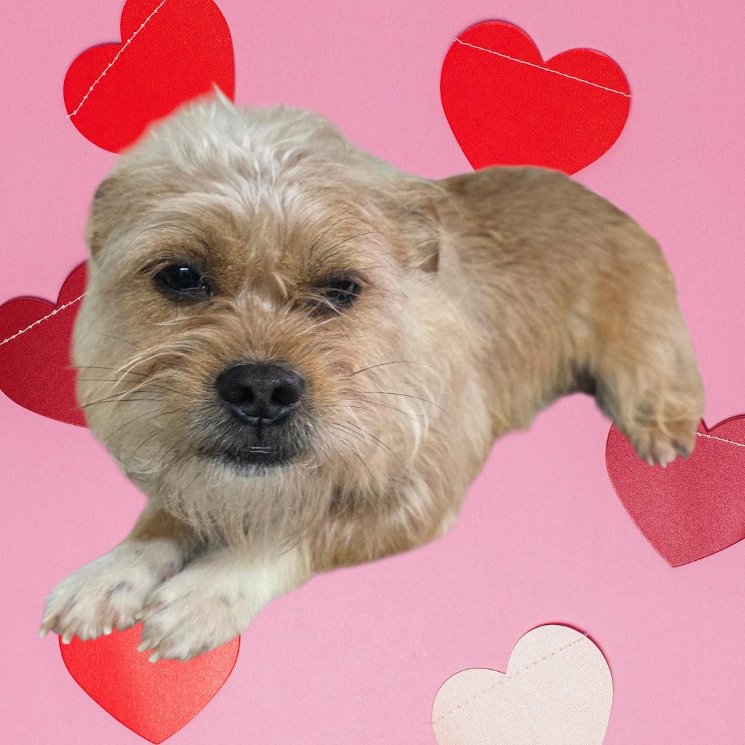 Elvis, ADOPTABLE, Adult Male Terrier.