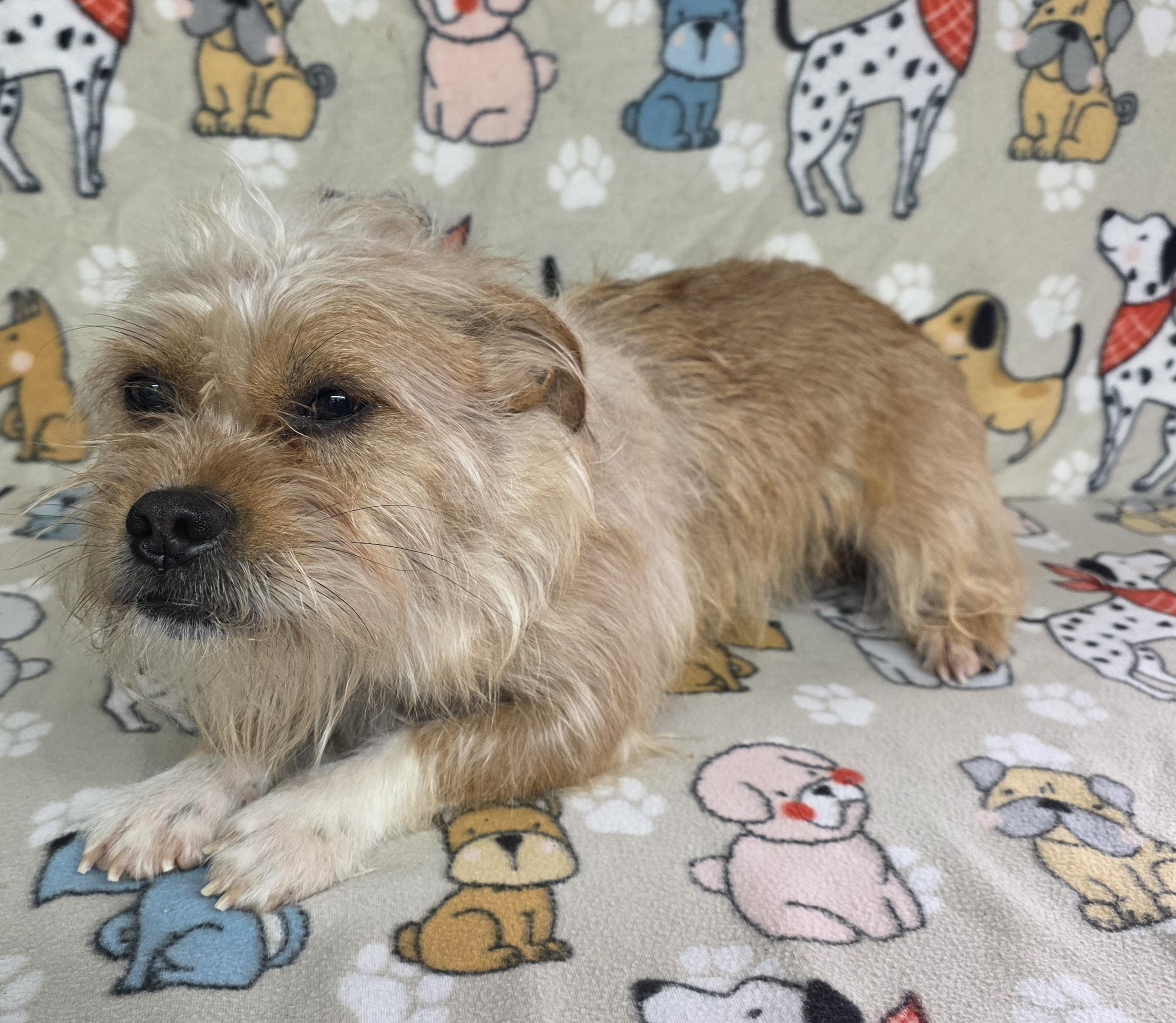 Enlarge Elvis, a ADOPTABLE mixed breed in Dallas, GA image 3/3