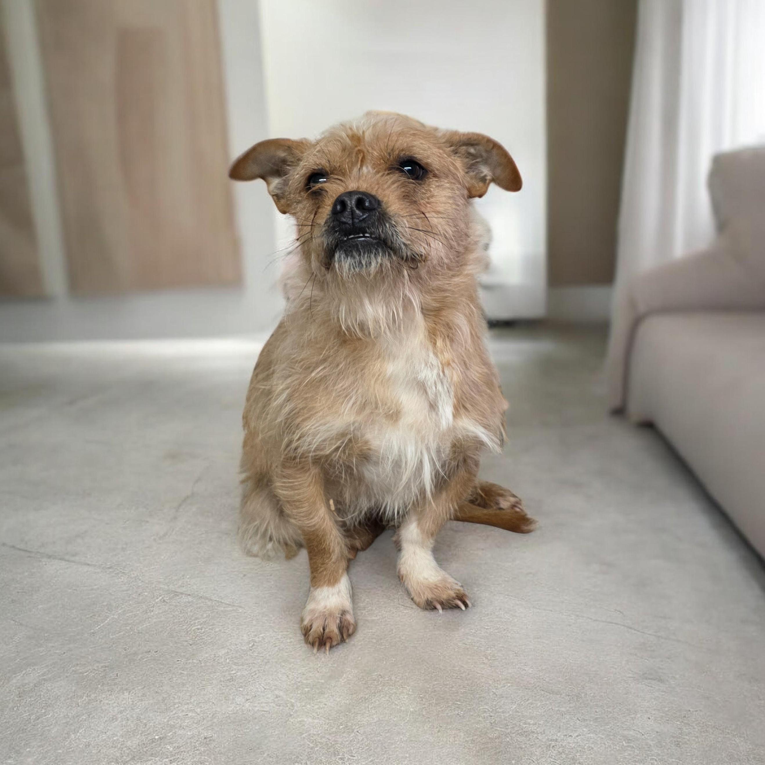 Elvis, ADOPTABLE, Adult Male Terrier.