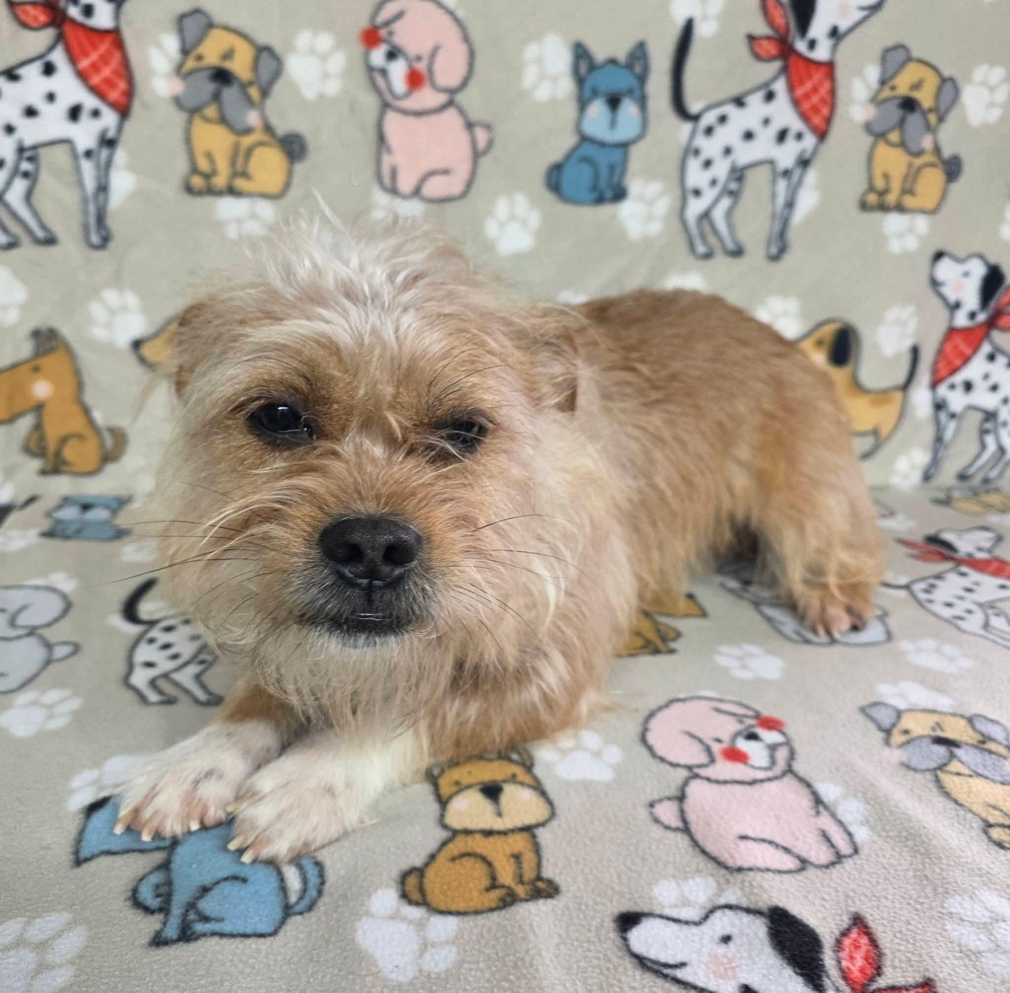 Elvis, ADOPTABLE, Adult Male Terrier.