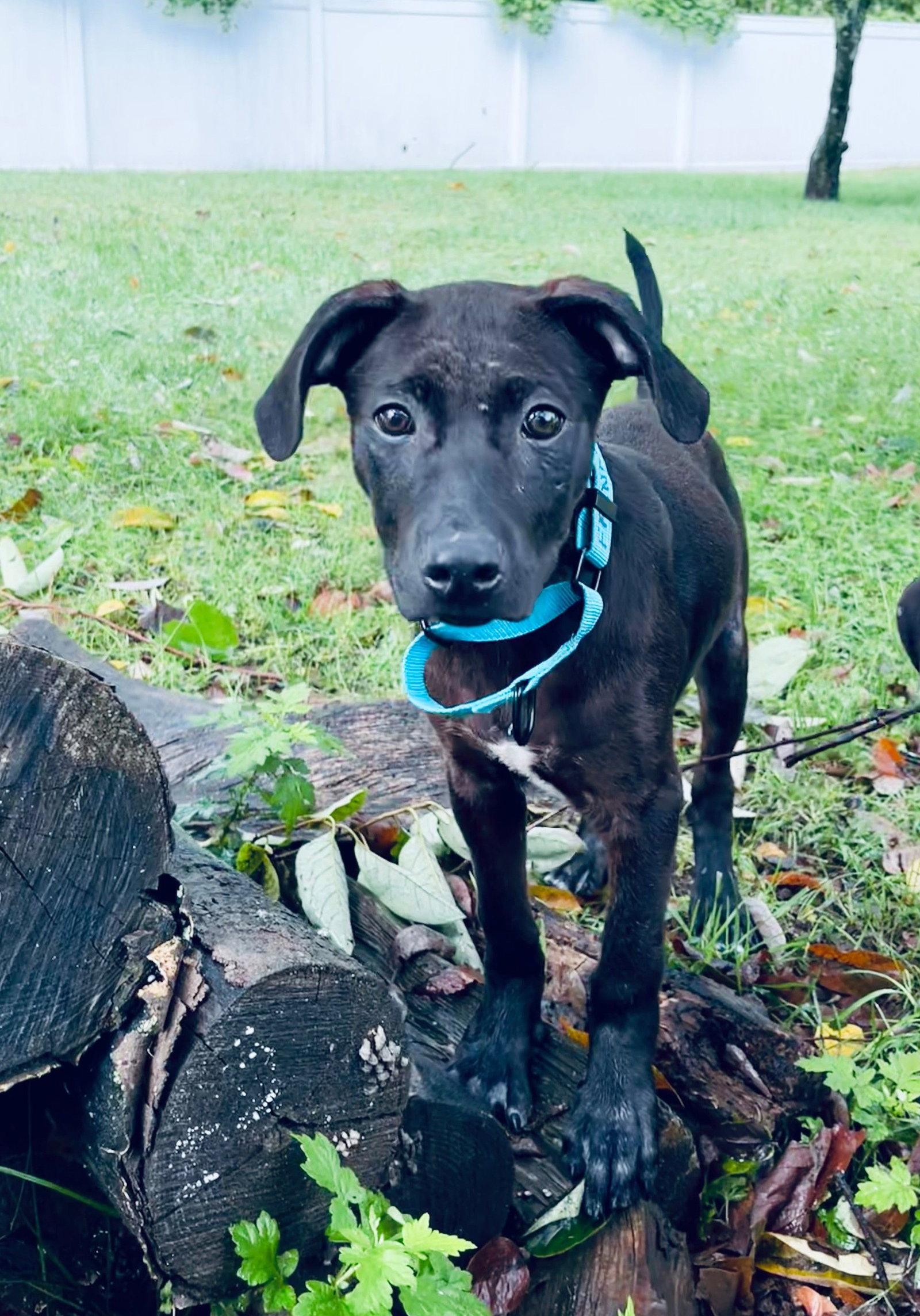 Frankie, Adoptable, Puppy Male Mixed Breed.