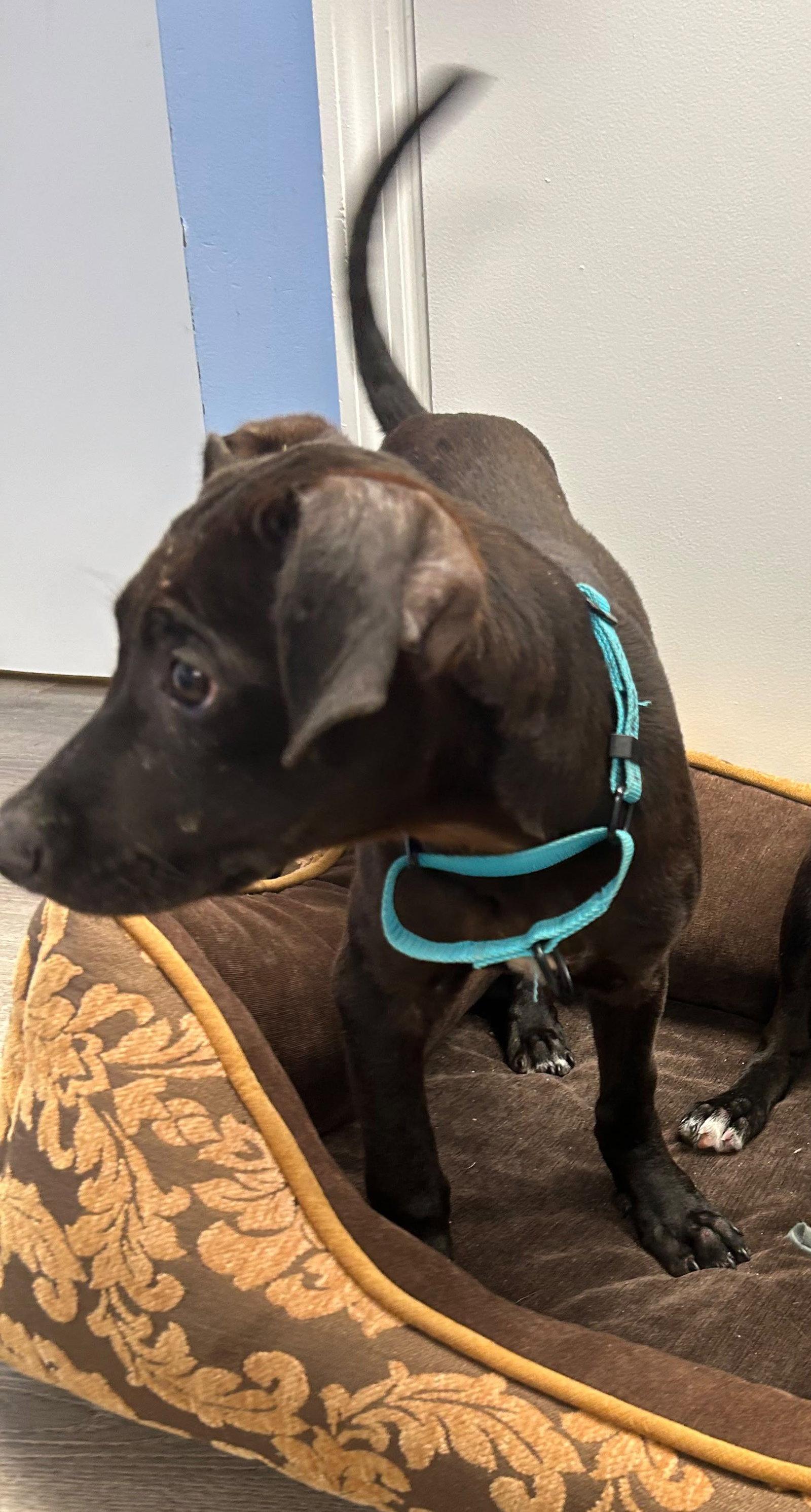 Enlarge Frankie, a Adoptable Mixed Breed in Cliffwood, NJ image 2/3