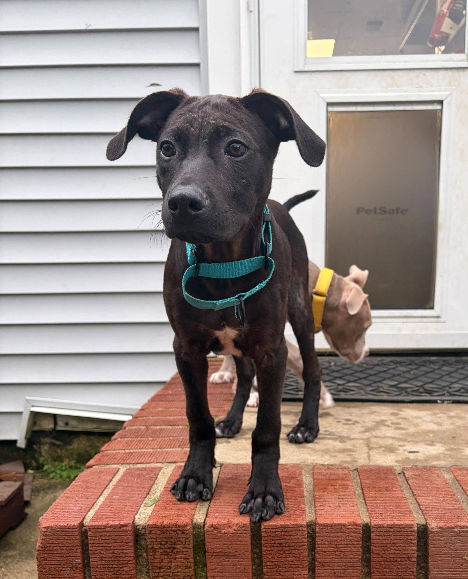Enlarge Frankie, a Adoptable Mixed Breed in Cliffwood, NJ image 3/3