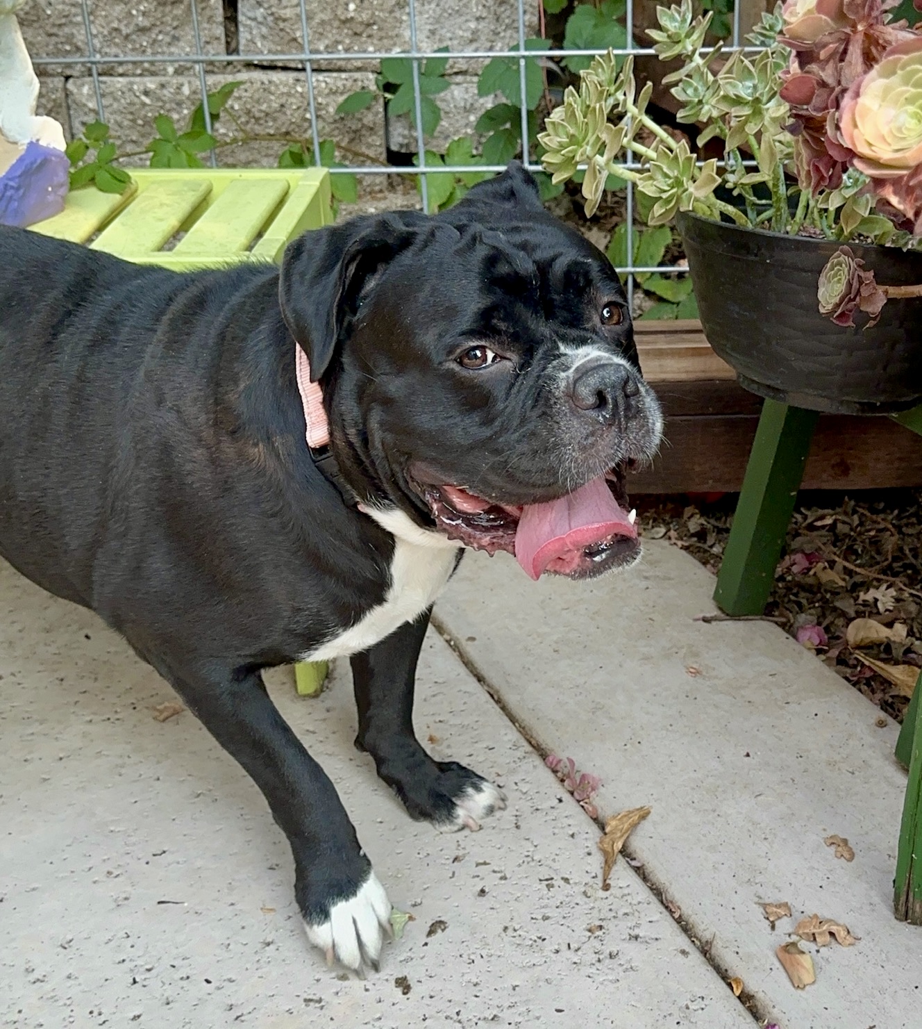 Salt, a Adoptable mixed breed in Citrus Heights, CA image 4/6