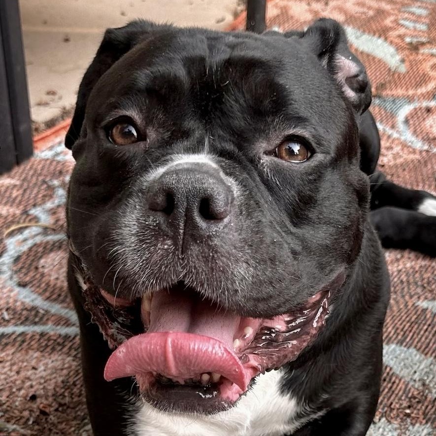 Salt, Adoptable, Young Female American Bully.