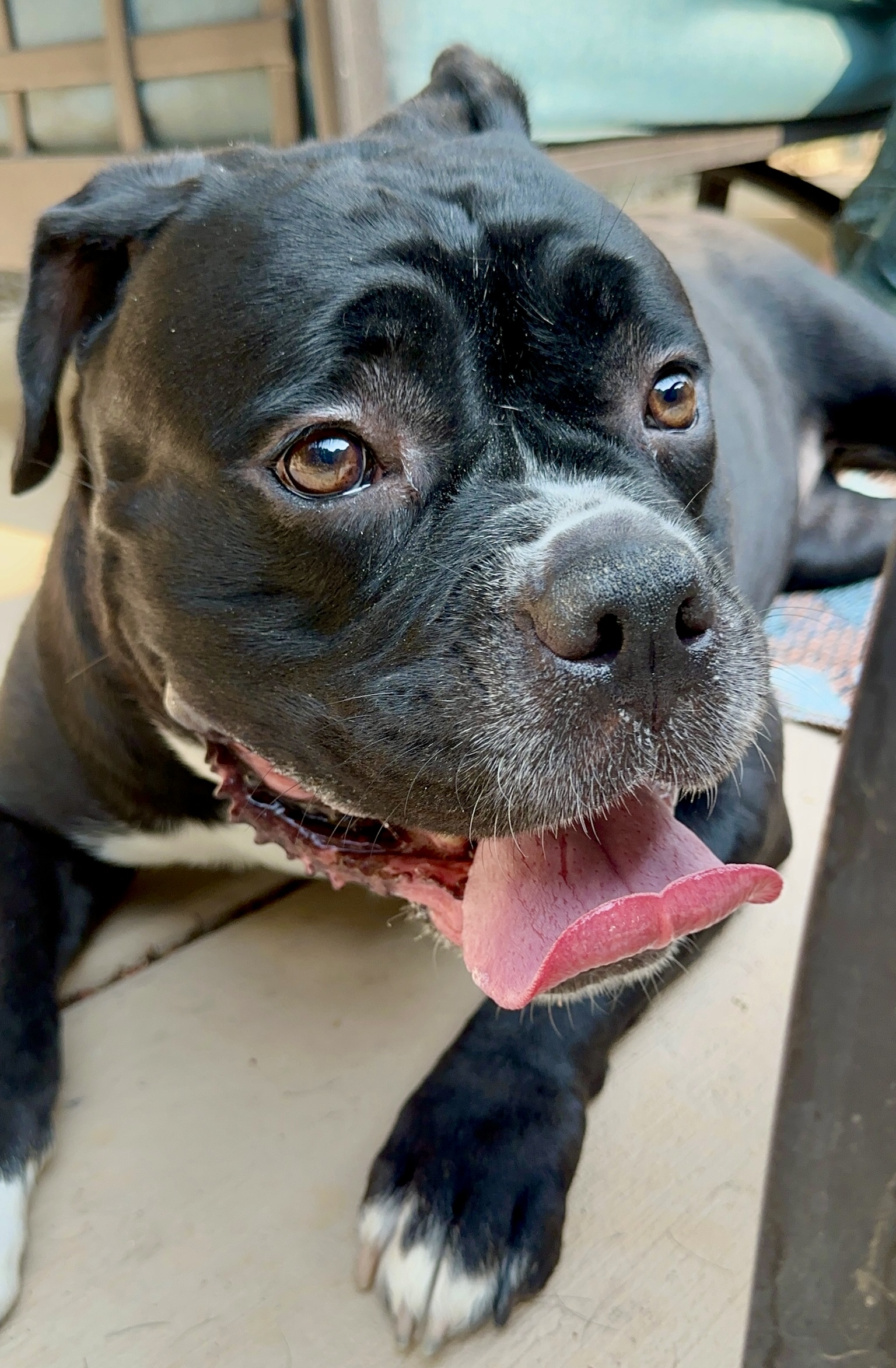 Salt, a Adoptable mixed breed in Citrus Heights, CA image 2/6