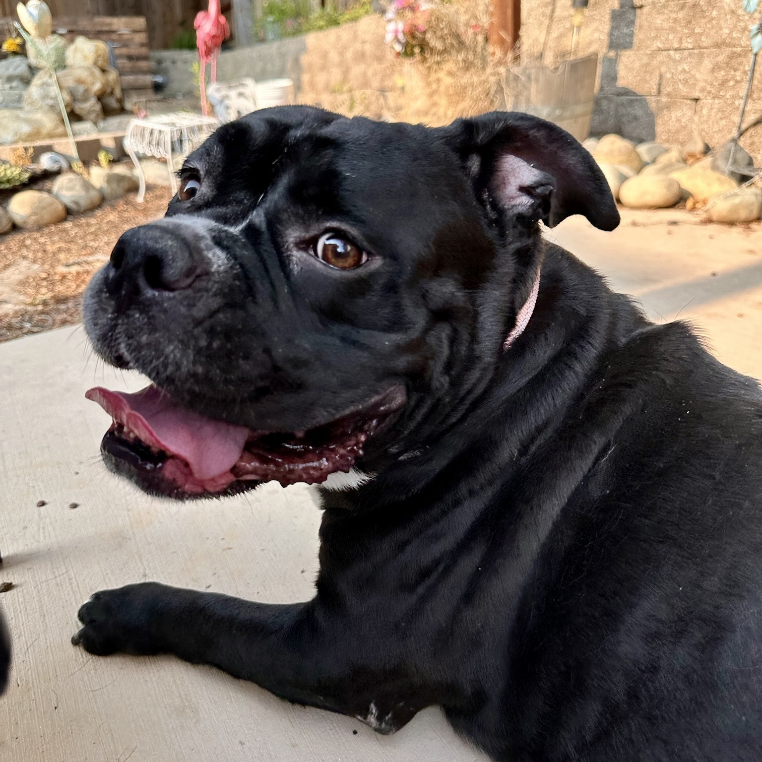 Salt, a Adoptable mixed breed in Citrus Heights, CA image 5/6