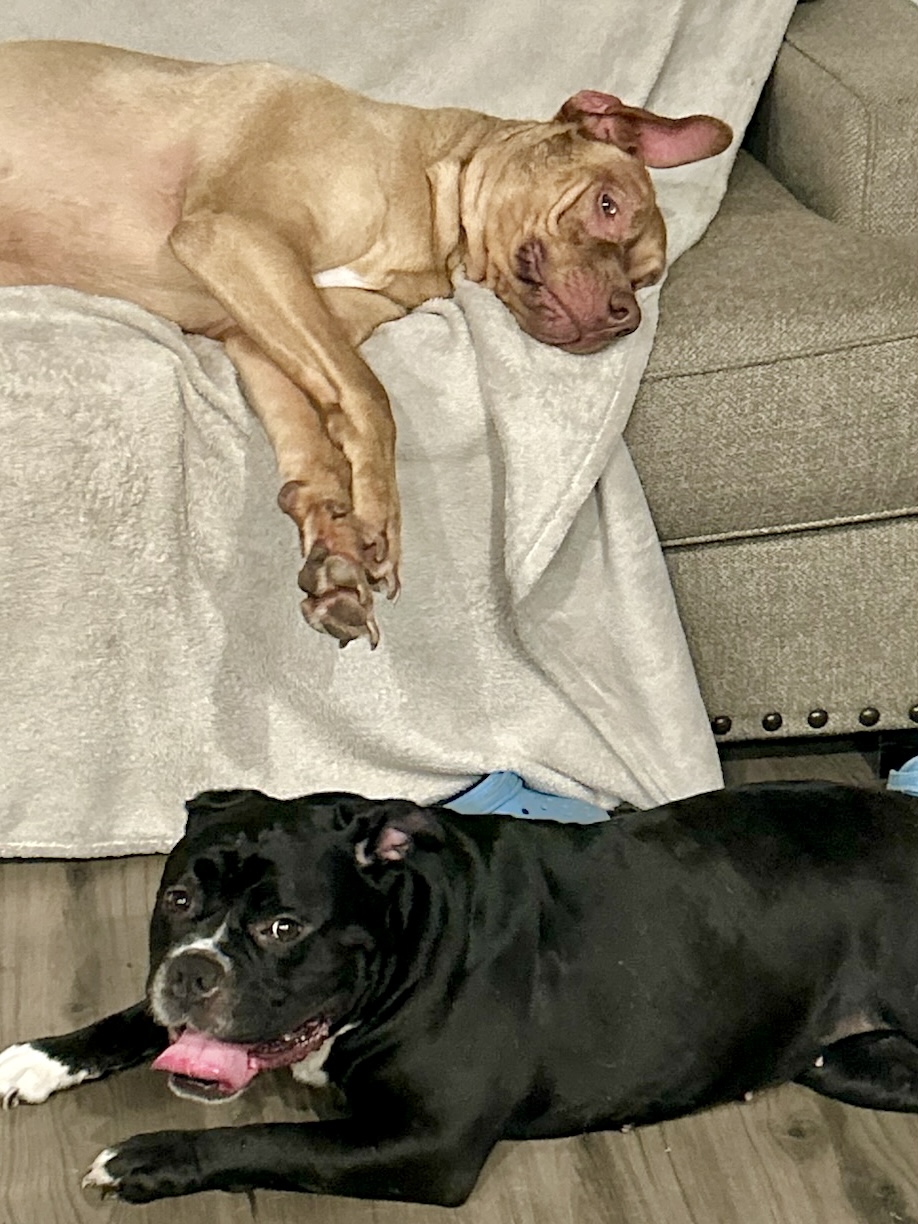 Salt, a Adoptable mixed breed in Citrus Heights, CA image 6/6