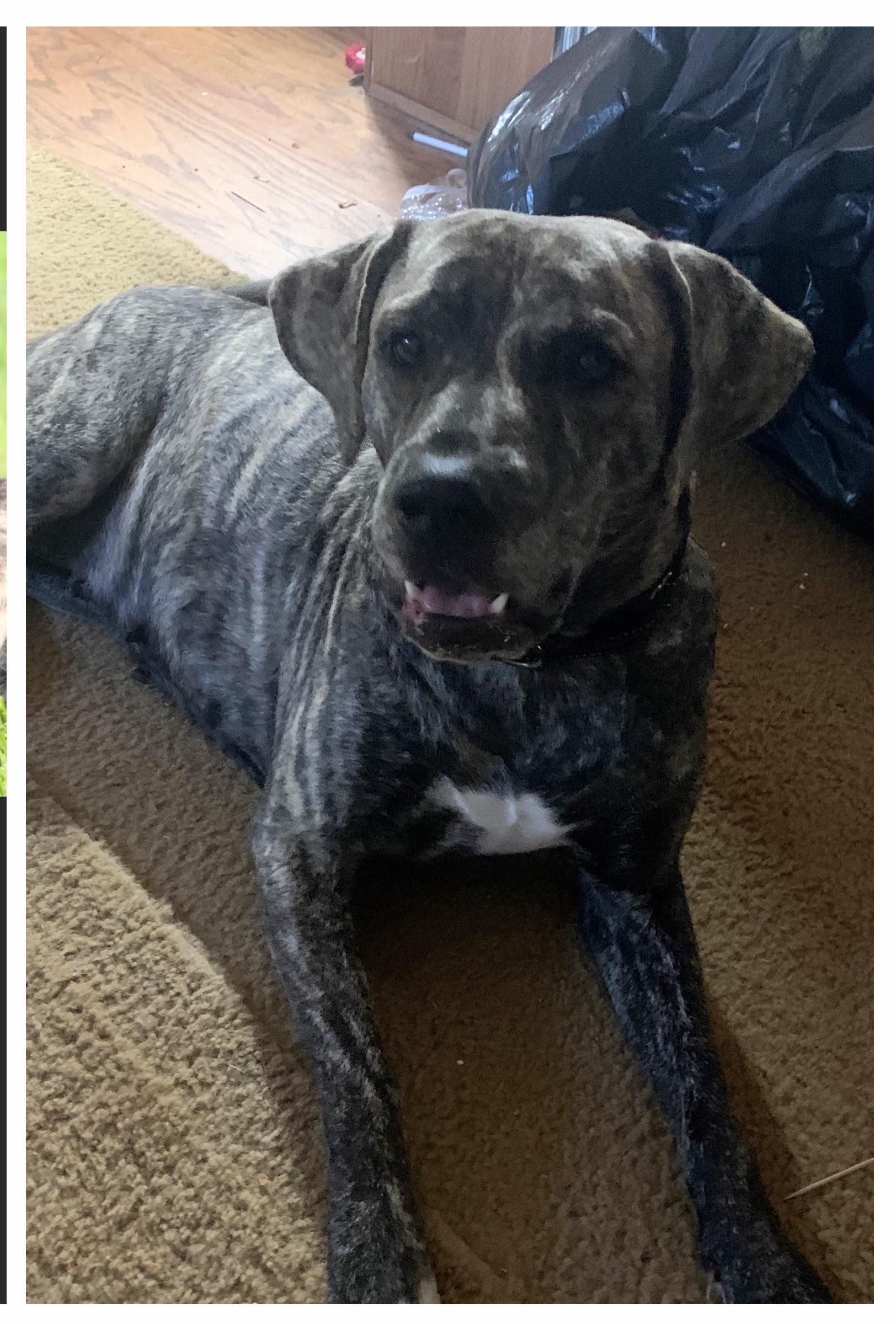 Enlarge May, a Adoptable mixed breed in Lexington, MS image 1/2