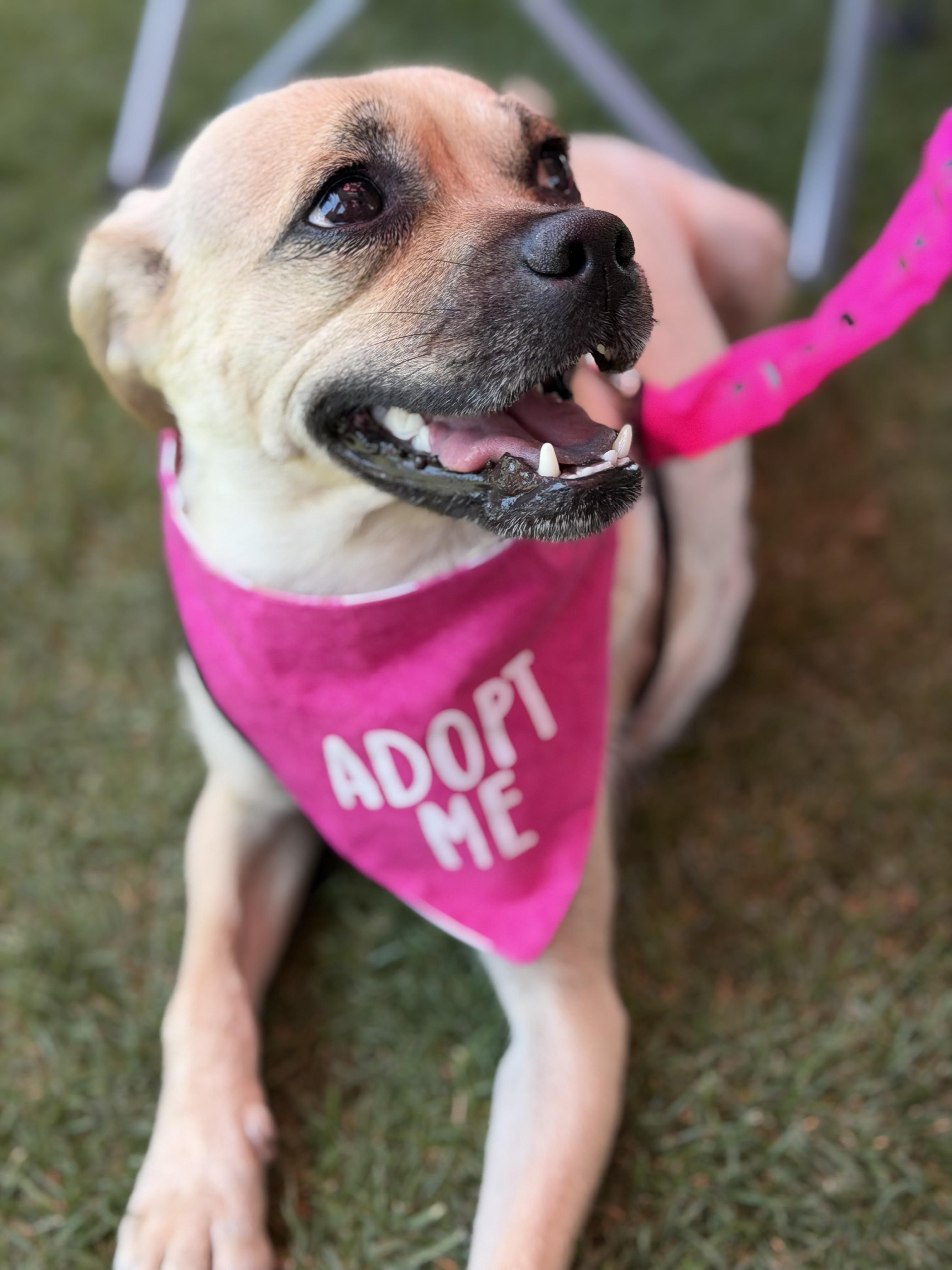 Enlarge Cinder, an adopted mixed breed in Corona Del Mar, CA image 3/3