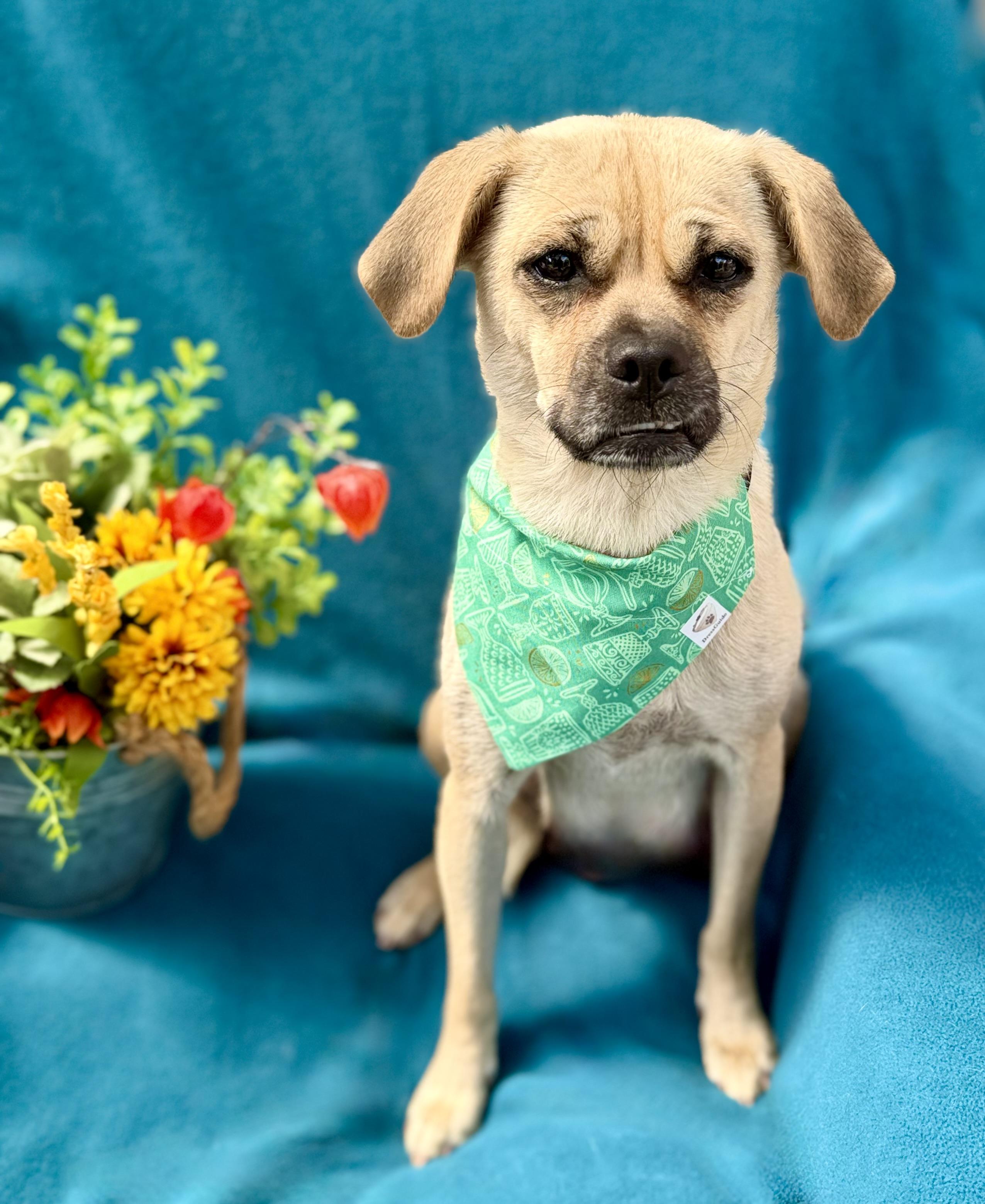 Enlarge Cinder, an adopted mixed breed in Corona Del Mar, CA image 1/3