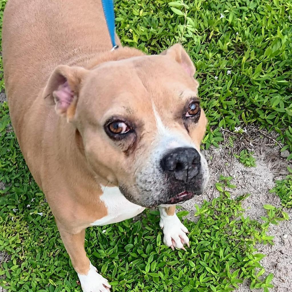 Ginger, Senior Female Pit Bull Terrier
