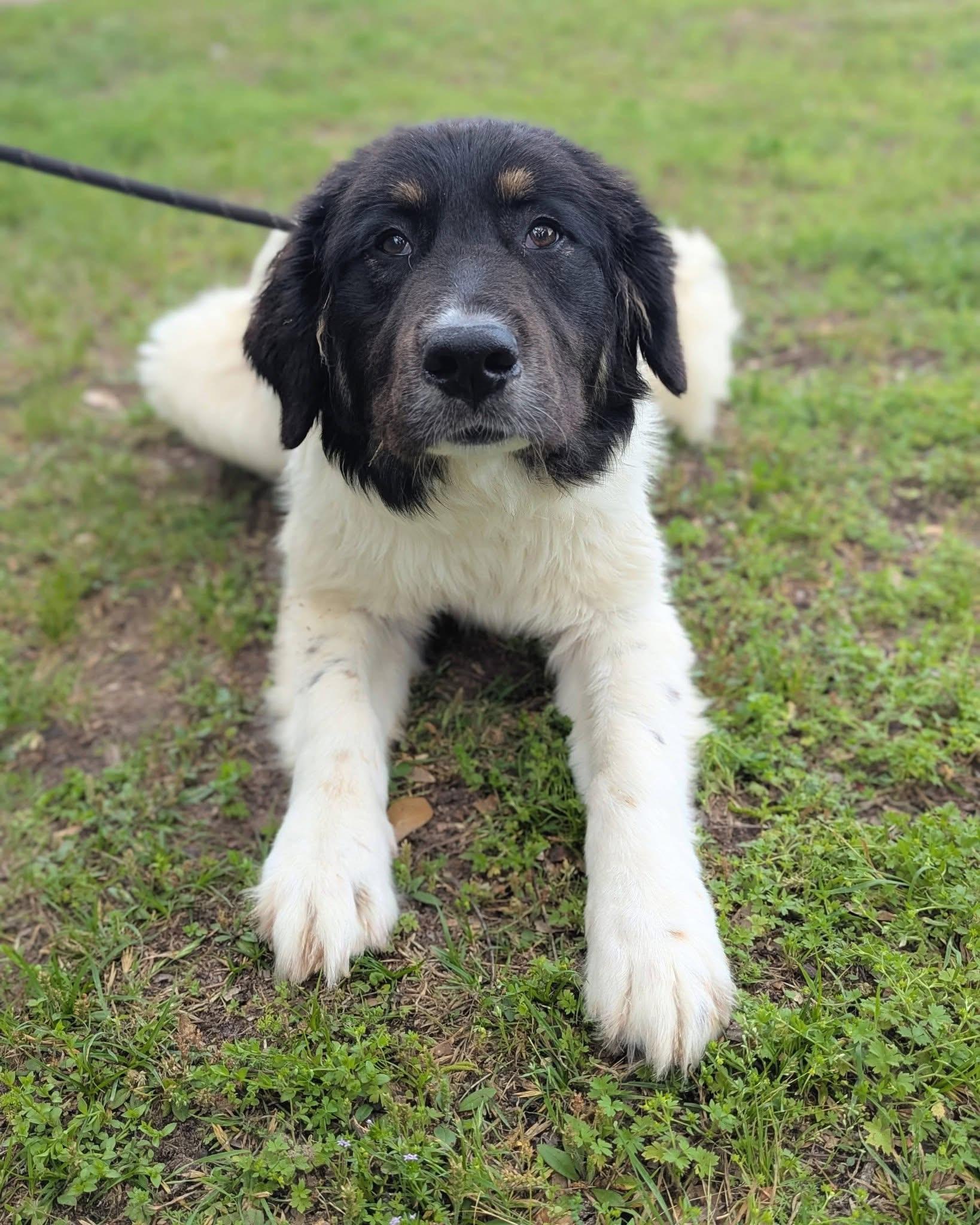 Enlarge Starlight , a ADOPTABLE mixed breed in Mendham, NJ image 3/3
