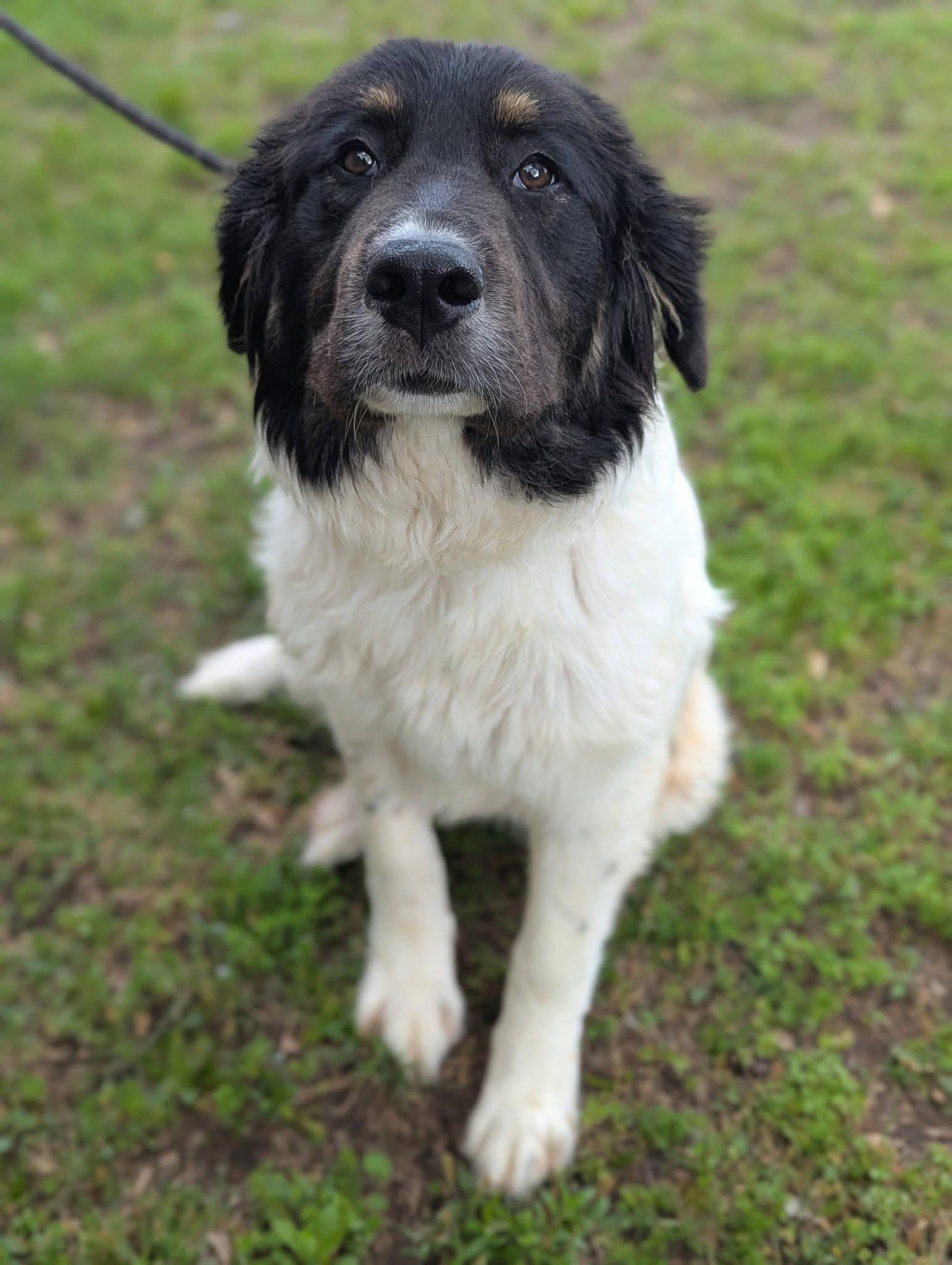 Enlarge Starlight , a ADOPTABLE mixed breed in Mendham, NJ image 2/3
