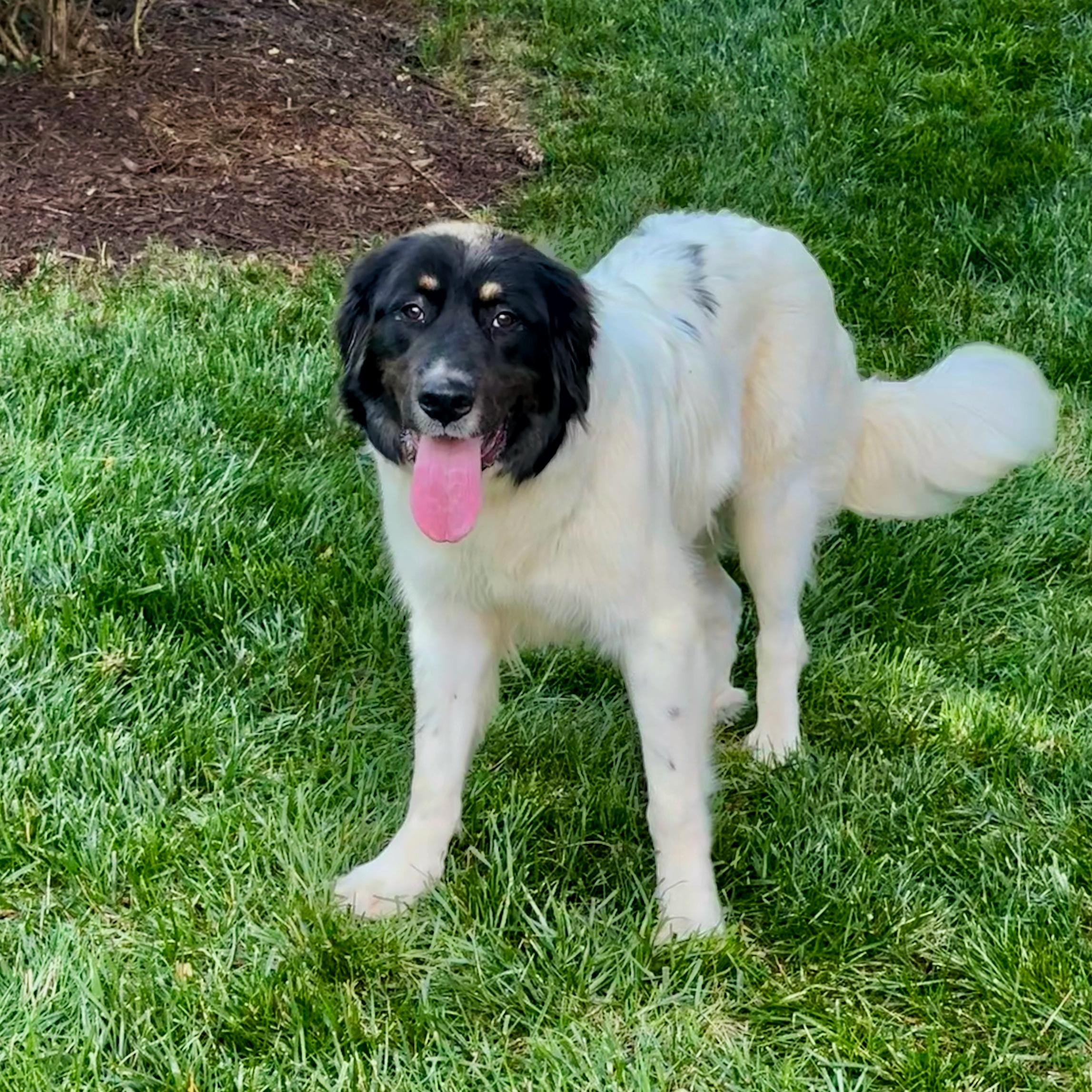 Starlight , a ADOPTABLE mixed breed in Mendham, NJ image 1/3