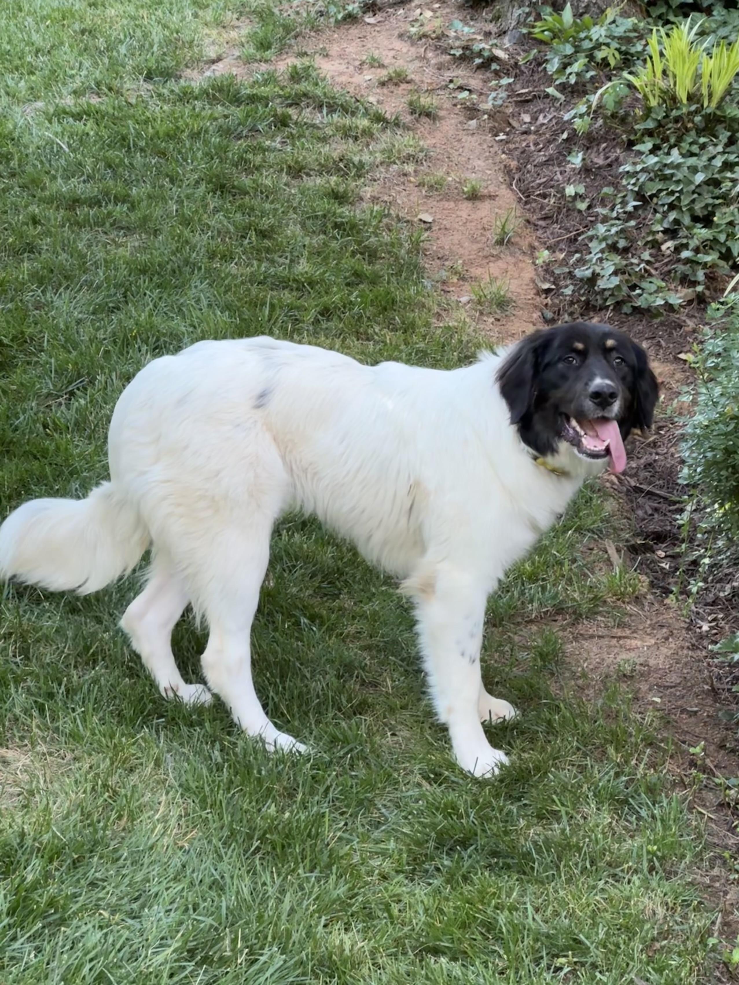 Starlight , a ADOPTABLE mixed breed in Mendham, NJ image 3/3