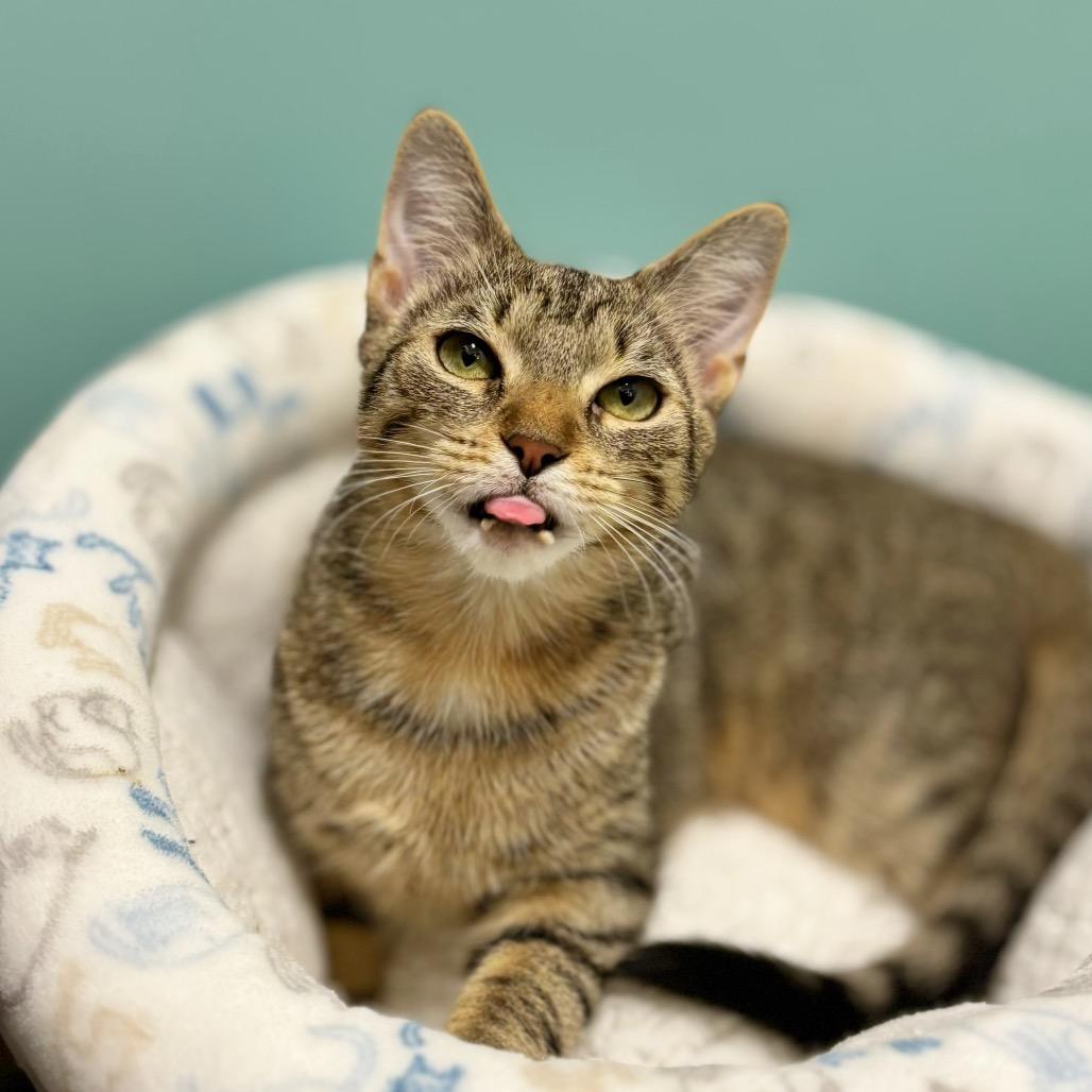 Fezzick, Adoptable, Kitten Male Domestic Short Hair.