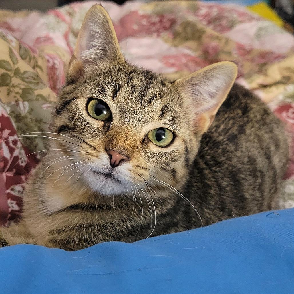 Fezzick, Adoptable, Kitten Male Domestic Short Hair.