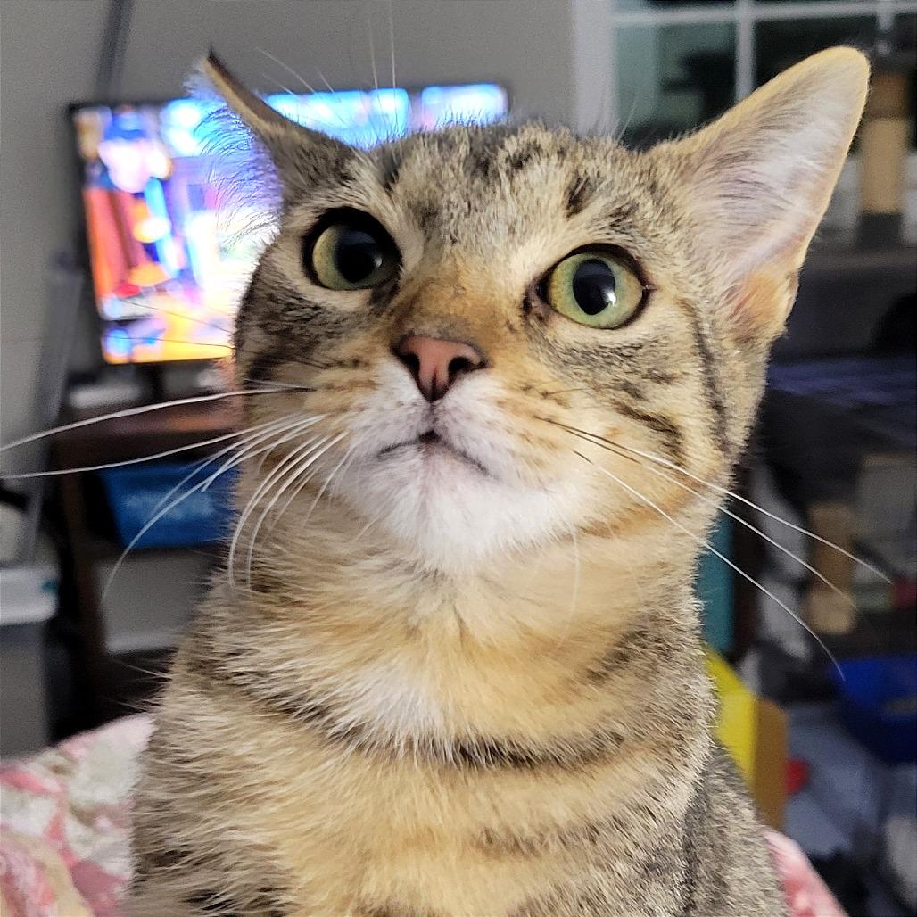 Enlarge Fezzick, a Adoptable Domestic Short Hair in Nashville, IN image 2/4