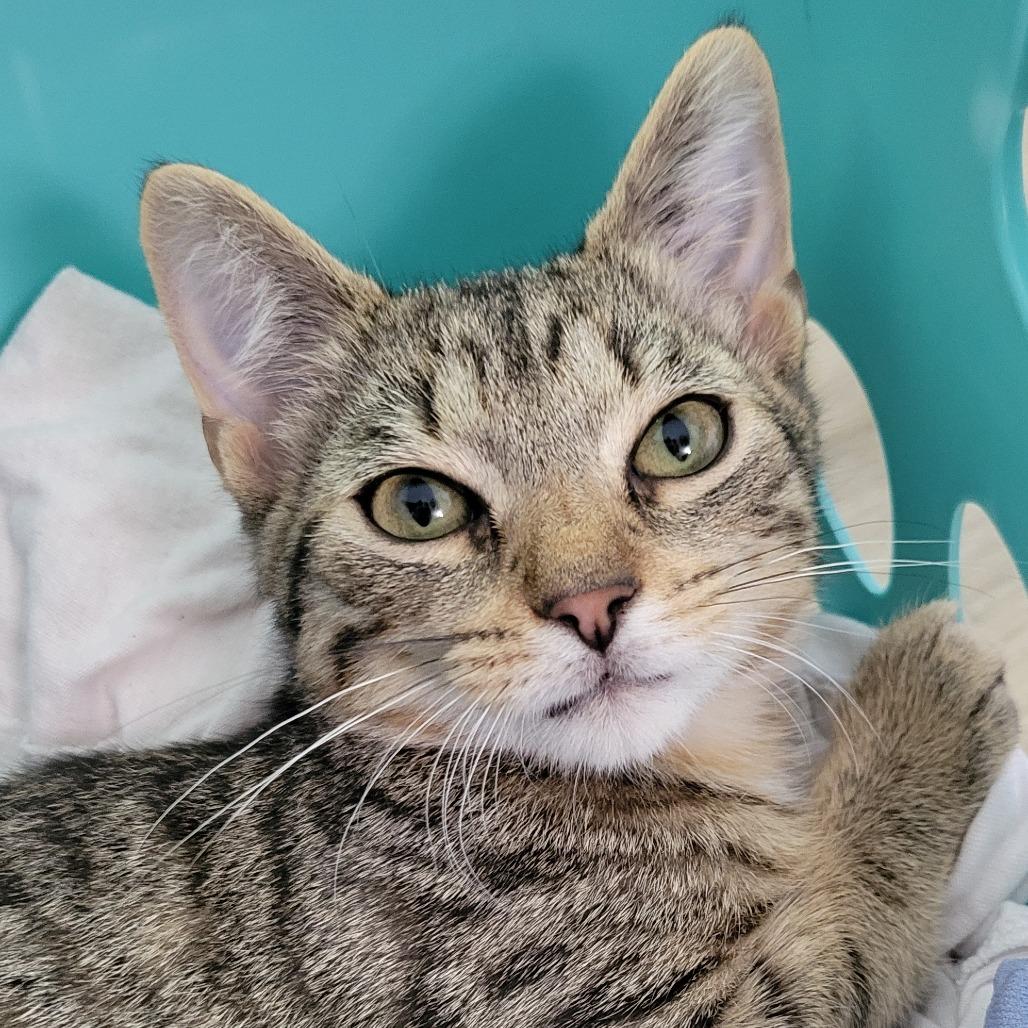 Enlarge Fezzick, a Adoptable Domestic Short Hair in Nashville, IN image 3/4