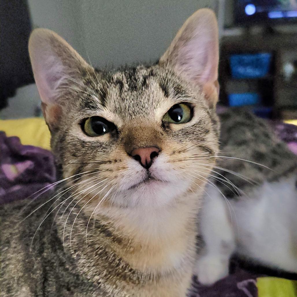 Enlarge Fezzick, a Adoptable Domestic Short Hair in Nashville, IN image 4/4