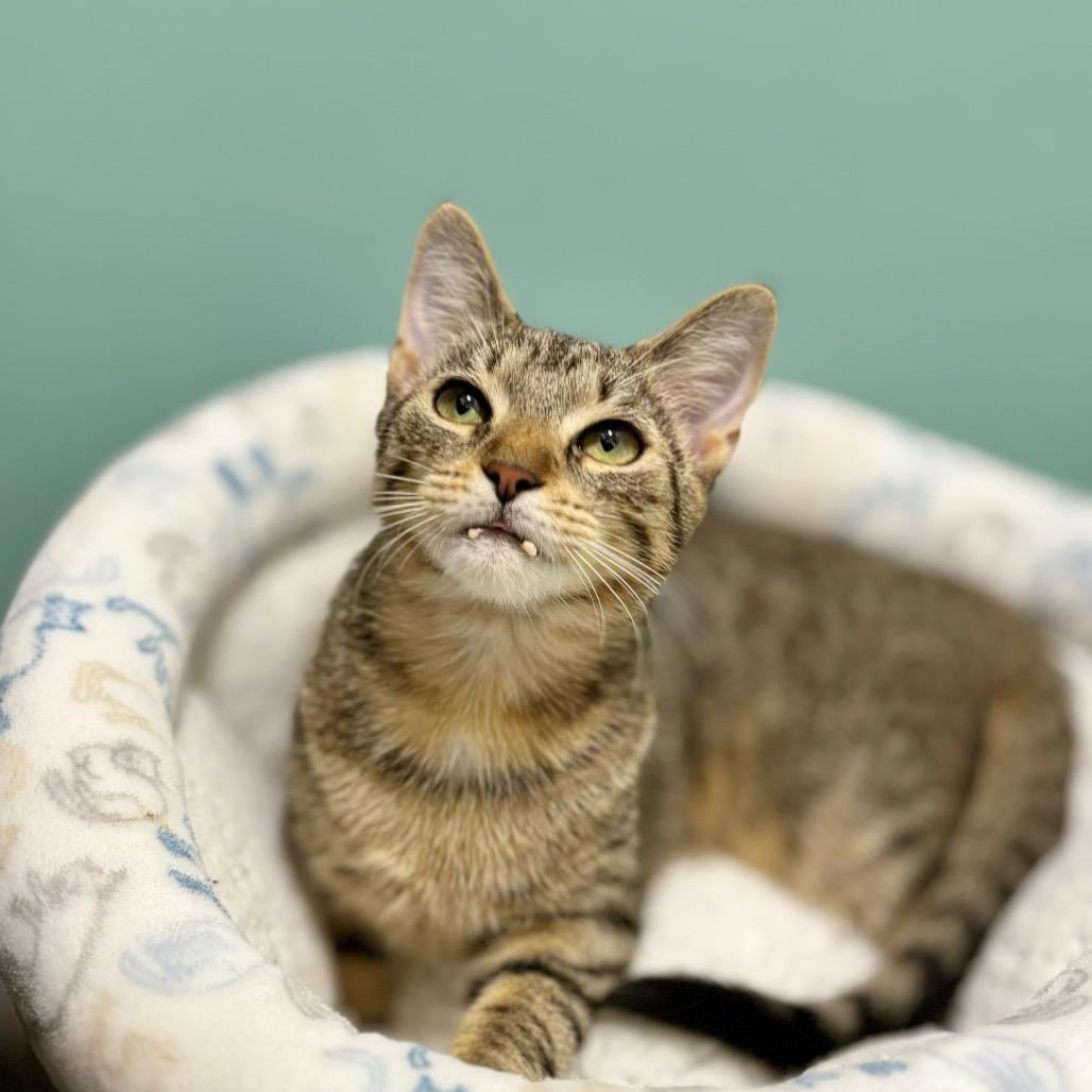 Enlarge Fezzick, a Adoptable Domestic Short Hair in Nashville, IN image 6/6
