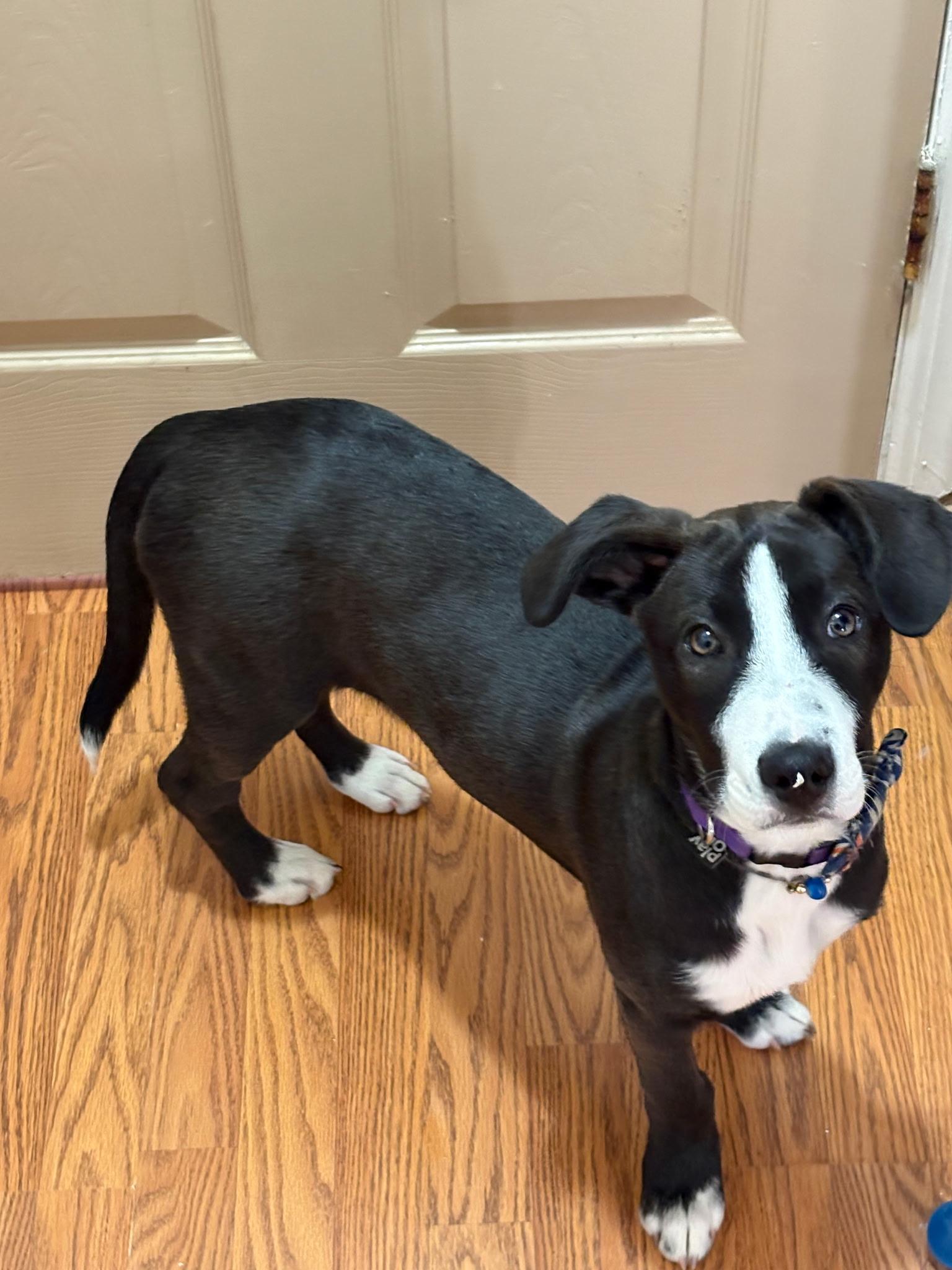 Pickles , adopted, Young Female Hound.