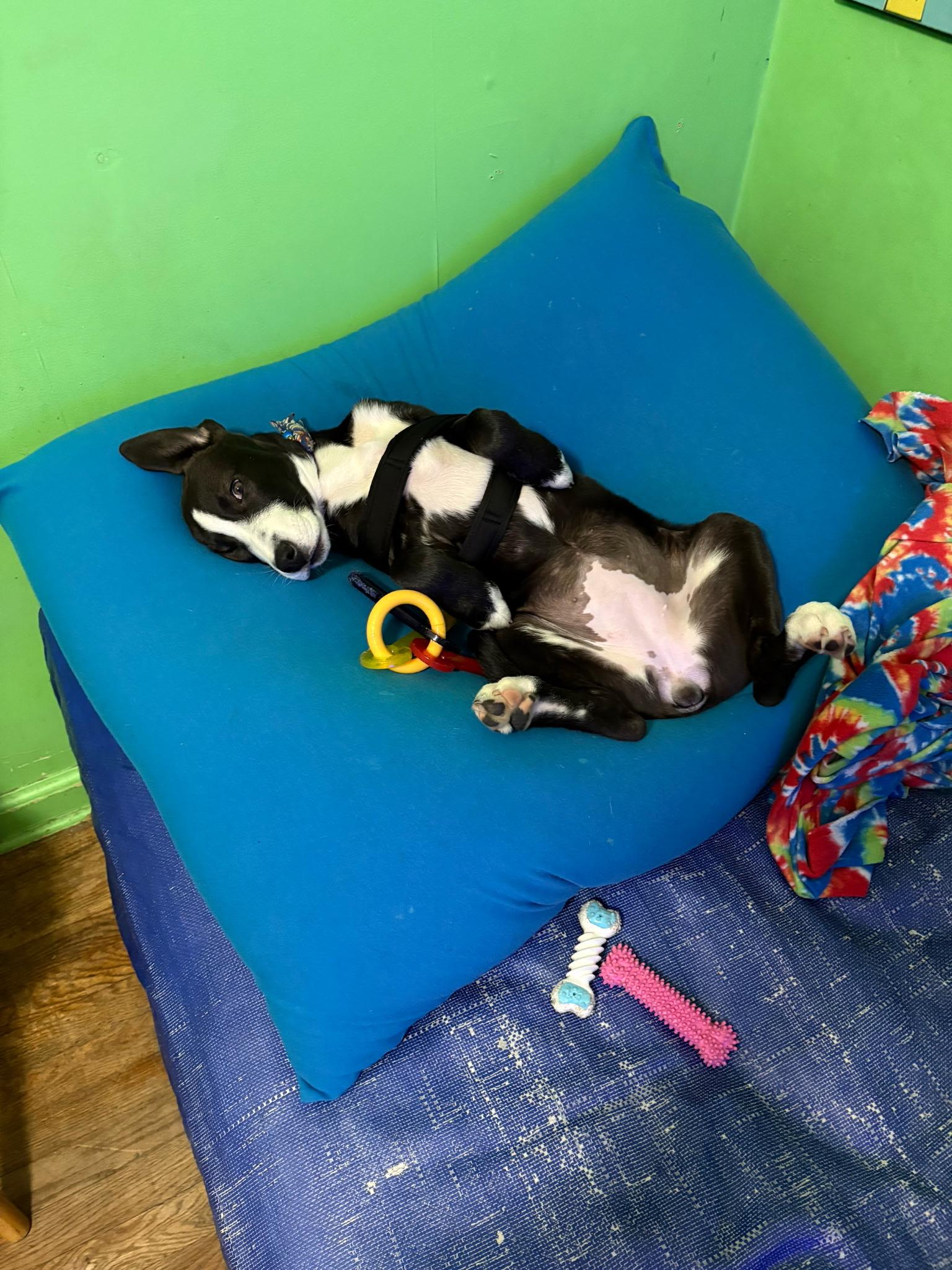 Pickles , an adopted mixed breed in Paramus, NJ image 2/6