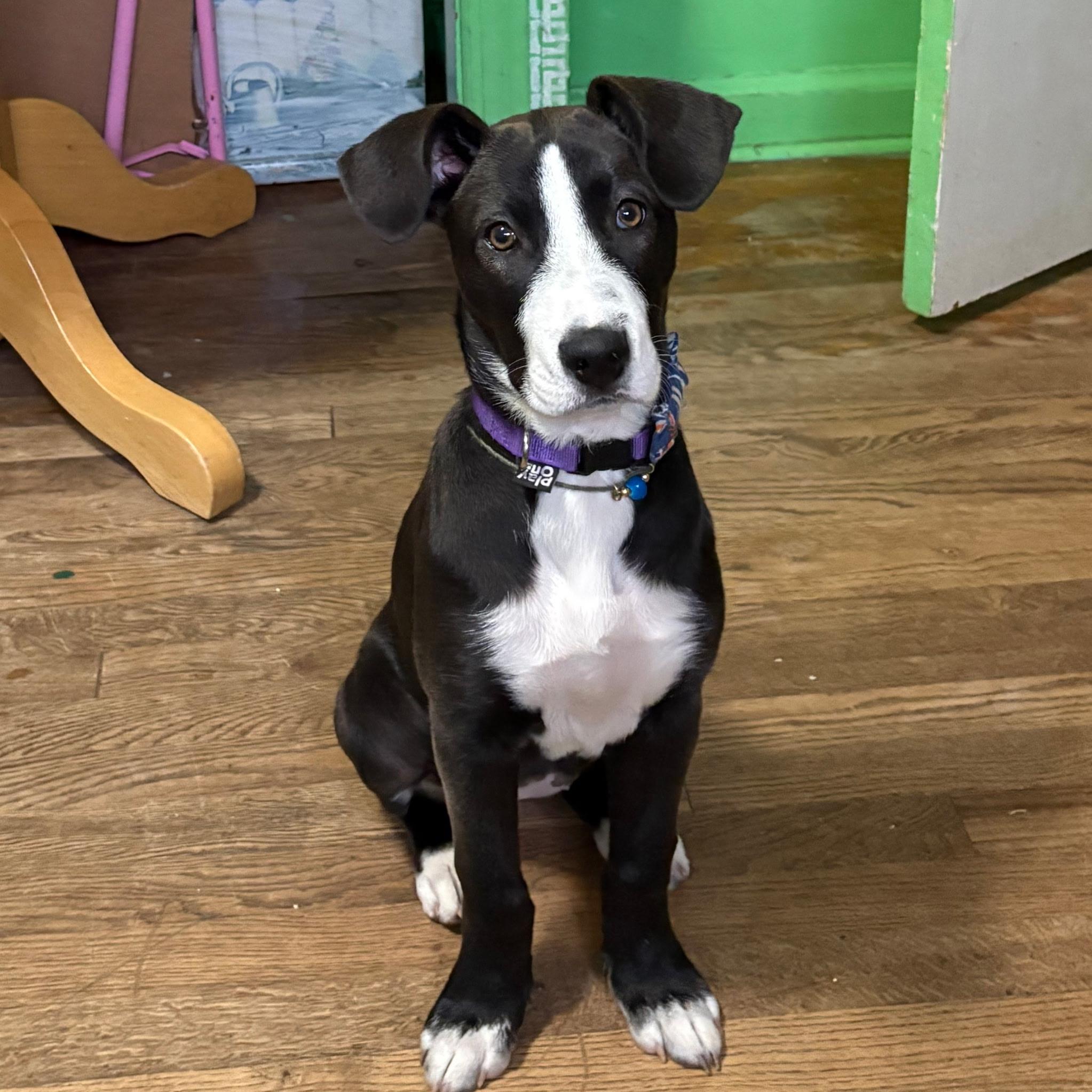 Pickles , an adopted mixed breed in Paramus, NJ image 3/6