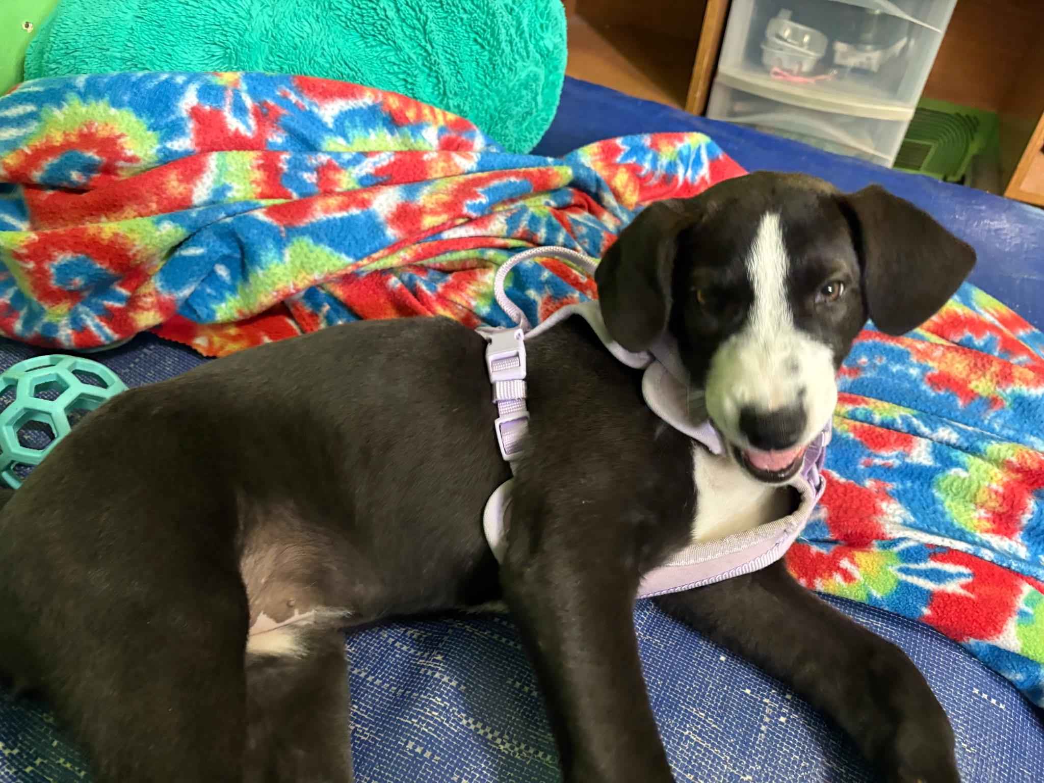 Pickles , an adopted mixed breed in Paramus, NJ image 4/6