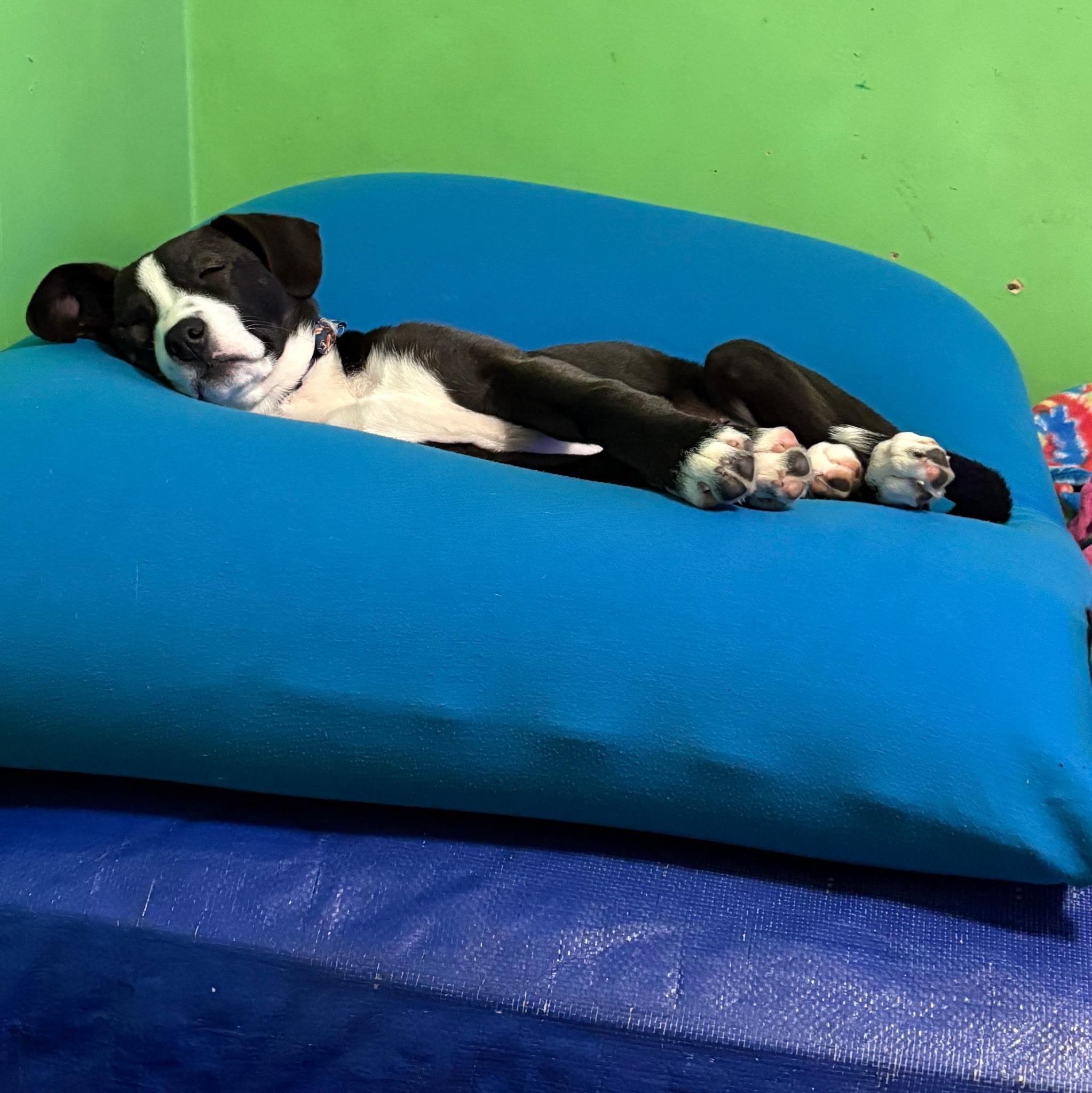 Pickles , an adopted mixed breed in Paramus, NJ image 5/6