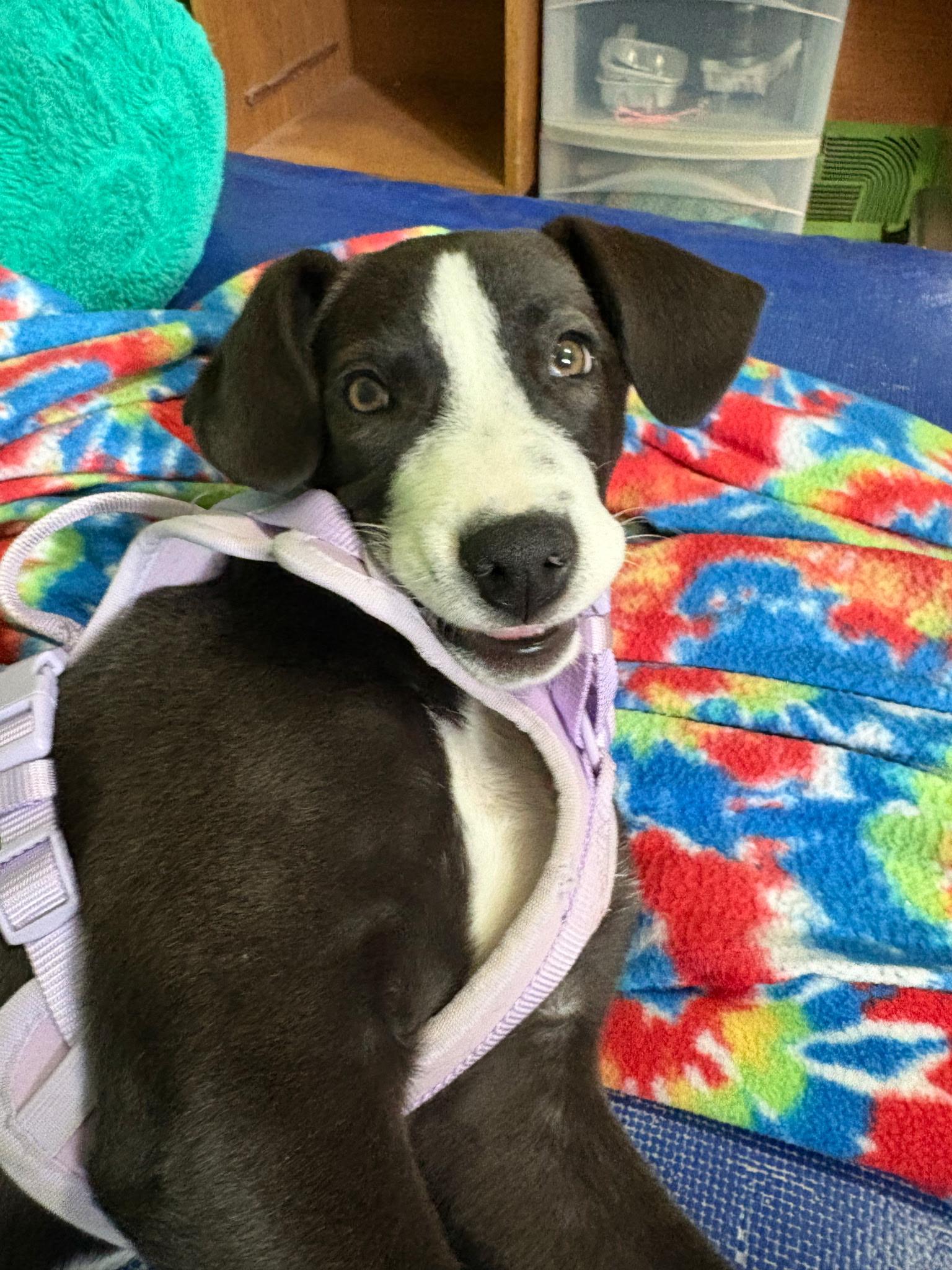 Pickles , an adopted mixed breed in Paramus, NJ image 6/6