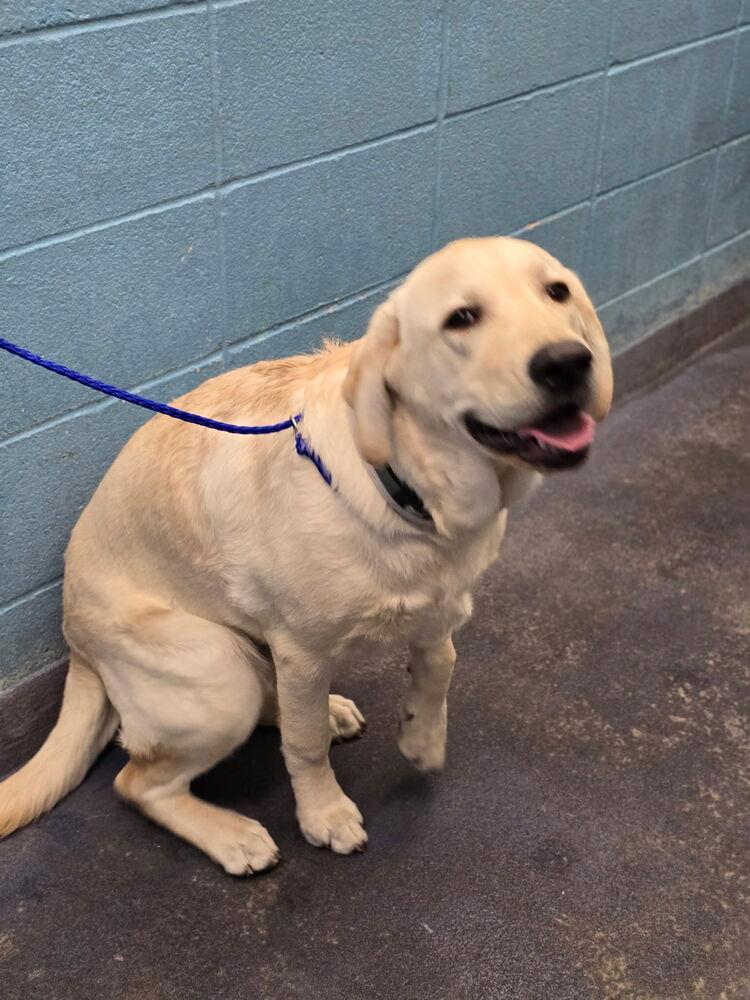 Baranka / Duke, Adoptable, Adult Male Labrador Retriever.