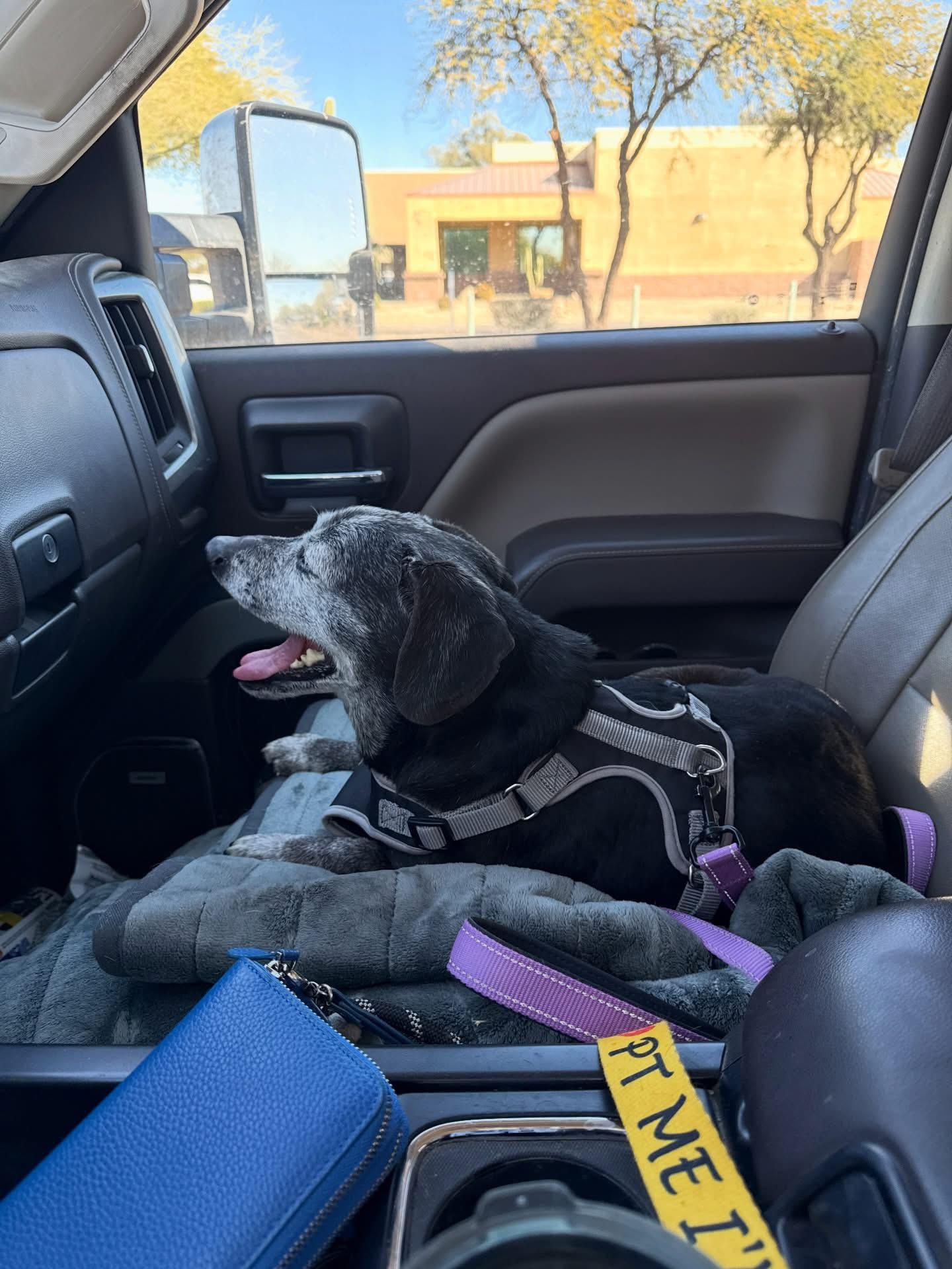 Agatha, a Adoptable mixed breed in Tucson, AZ image 1/3