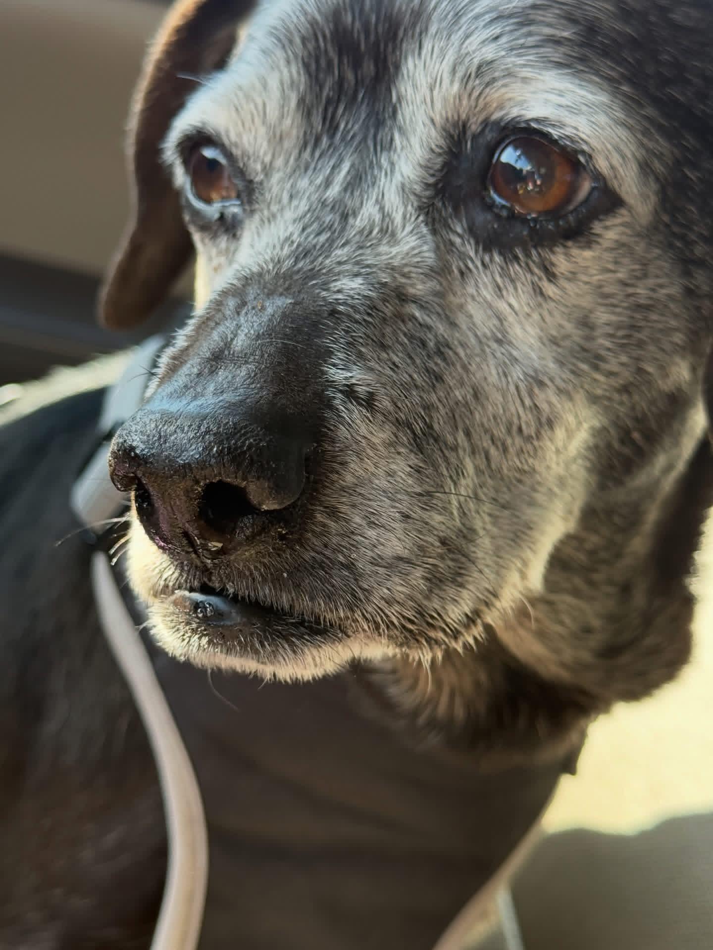Agatha, a Adoptable mixed breed in Tucson, AZ image 2/3