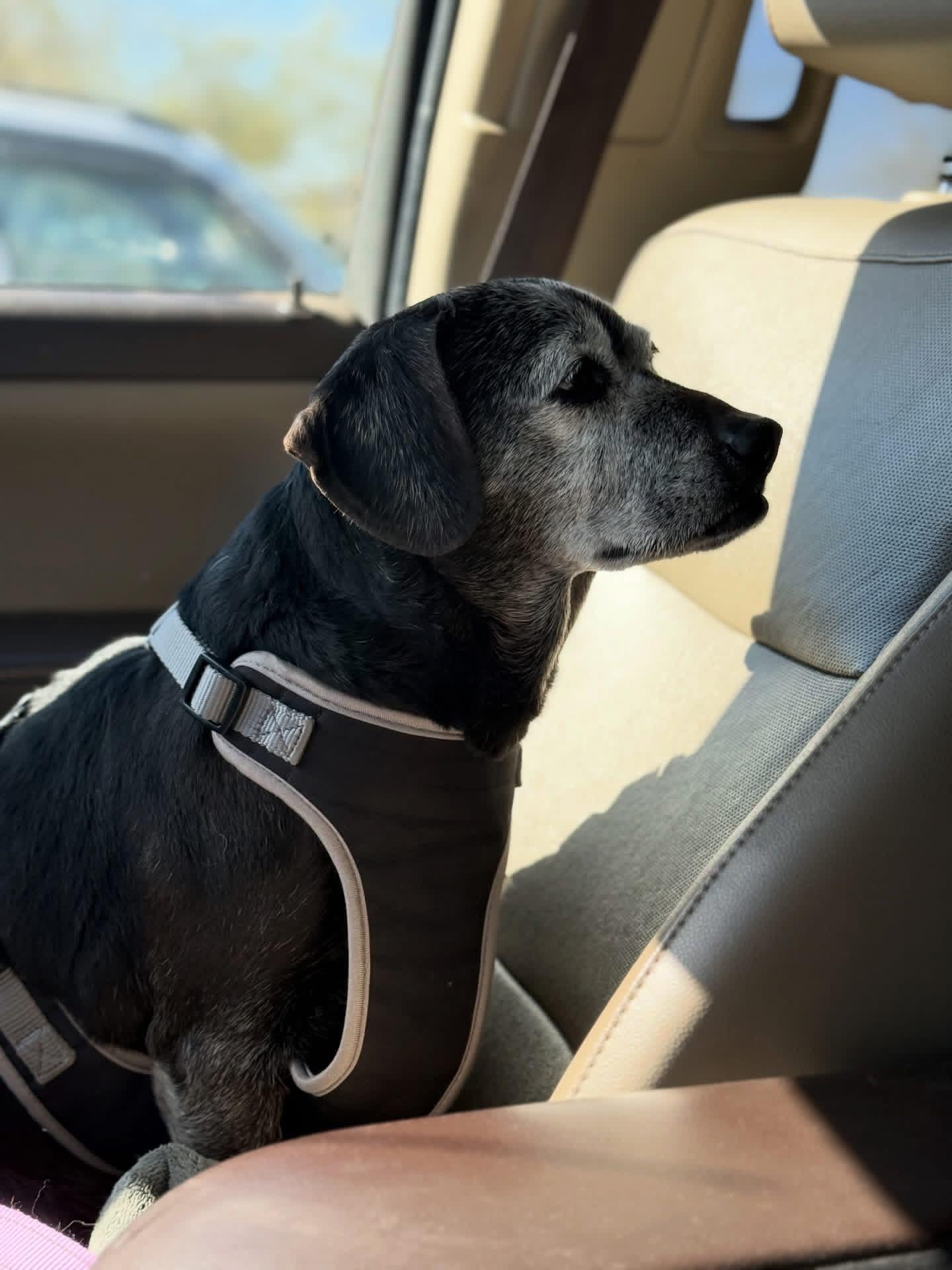 Agatha, a Adoptable mixed breed in Tucson, AZ image 3/3