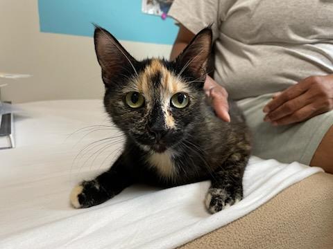 Enlarge Whisper, a ADOPTABLE Domestic Short Hair in Gig Harbor, WA image 3/3