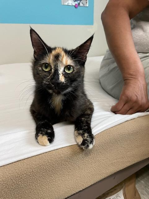 Enlarge Whisper, a ADOPTABLE Domestic Short Hair in Gig Harbor, WA image 2/3