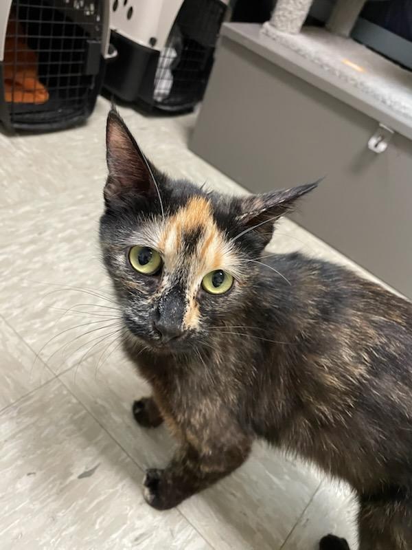 Enlarge Whisper, a ADOPTABLE Domestic Short Hair in Gig Harbor, WA image 1/3
